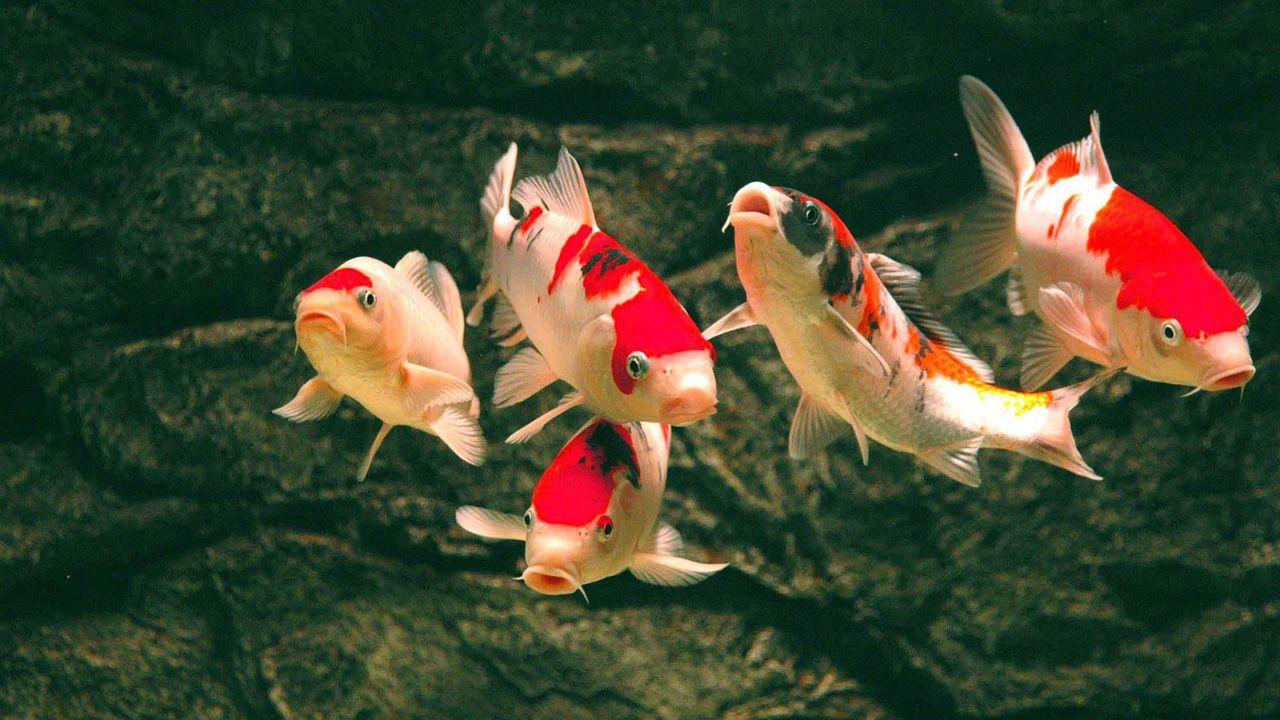 1280x720 Fish Pond Wallpaper