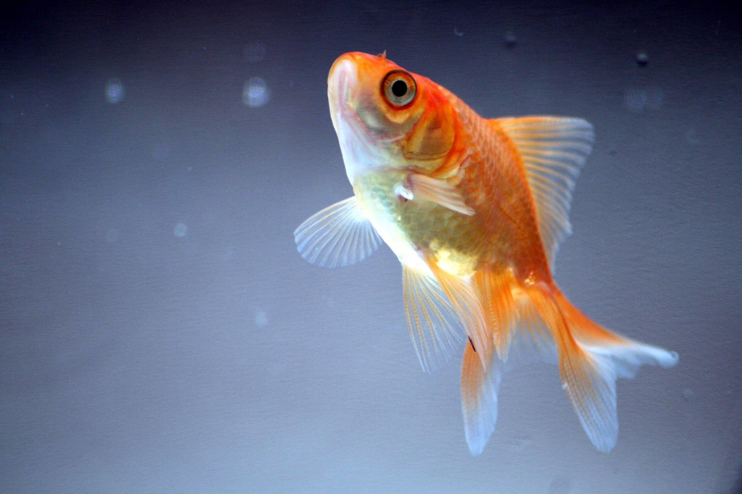 2496x1664 Gold Fish Wallpaper