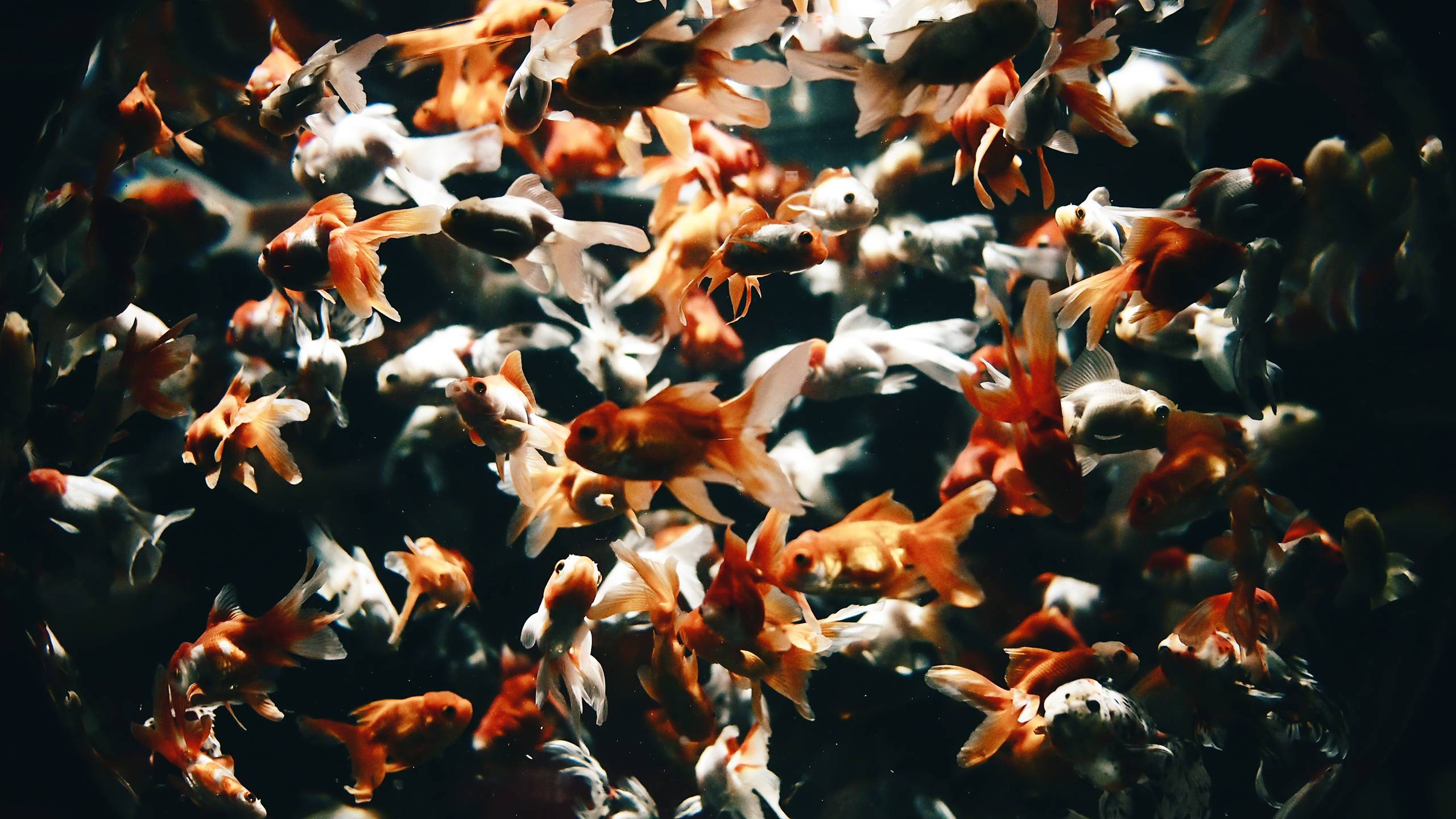 2560x1440 Gold Fish Wallpaper