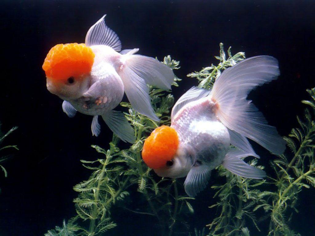 1024x768 Goldfish Wallpaper #O197164 (1024x768 px)