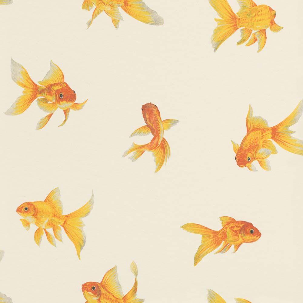 Goldfish Wallpapers Top Free Goldfish Backgrounds WallpaperAccess