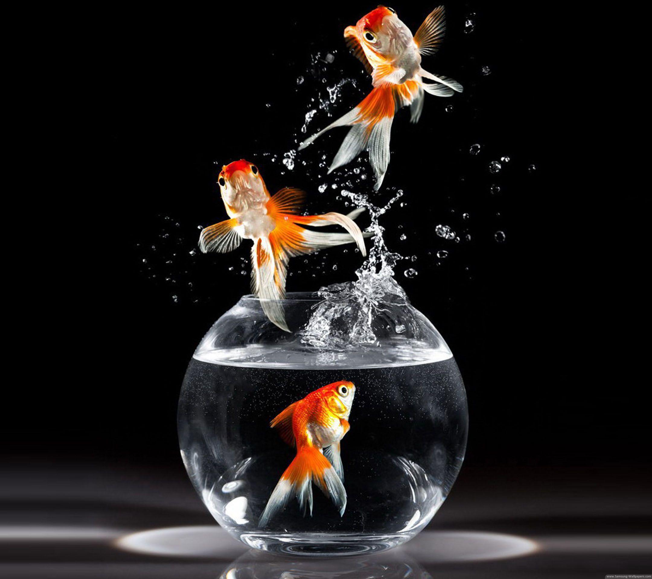2160x1920 cute goldfish wallpaper world