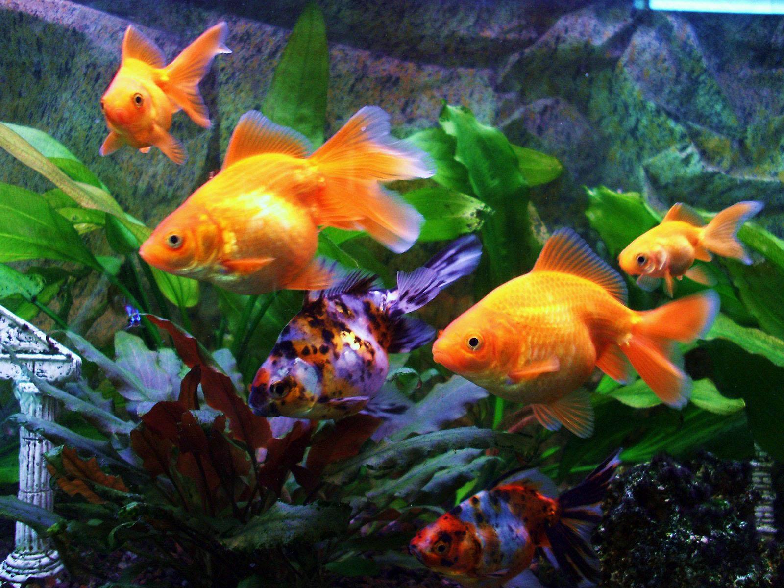 1600x1200 Gold Fish Wallpaper