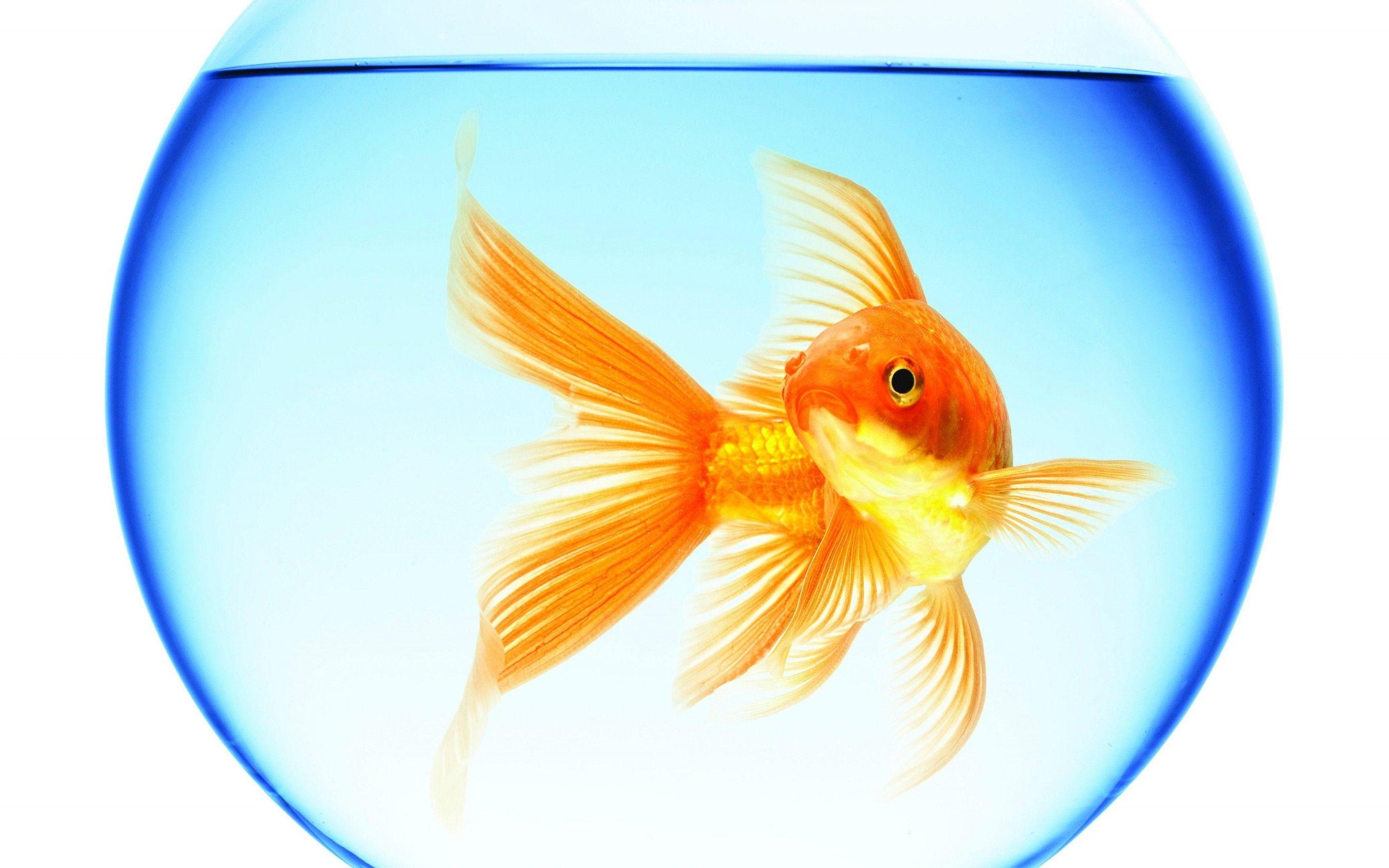 2880x1800 Goldfish Wallpaper