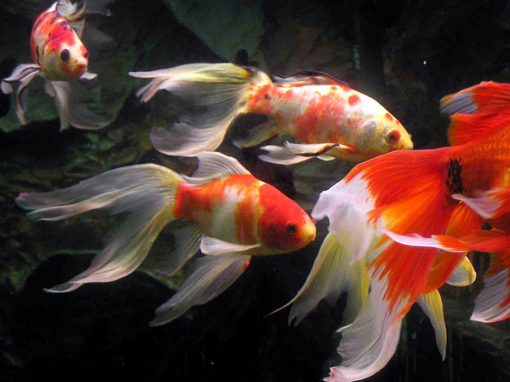 1024x768 Goldfish Wallpaper Download XK98K2
