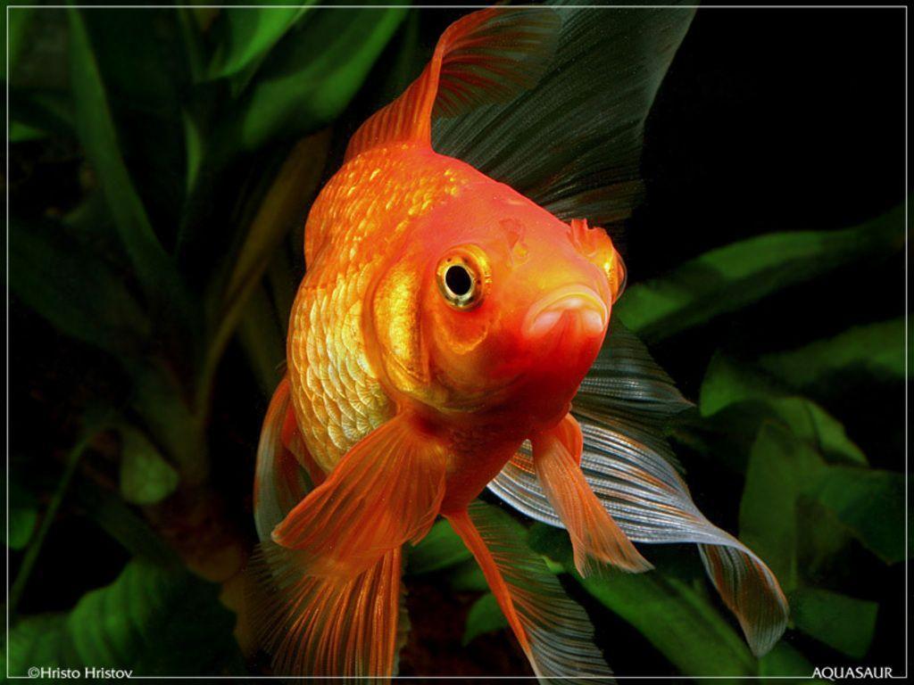 1024x768 cute goldfish wallpaper world
