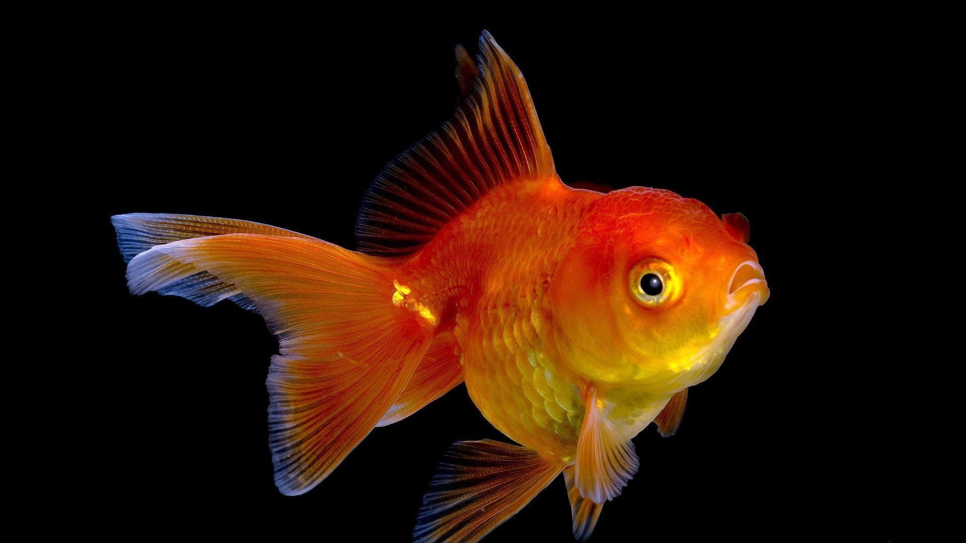 1920x1080 Goldfish Desktop Wallpaper