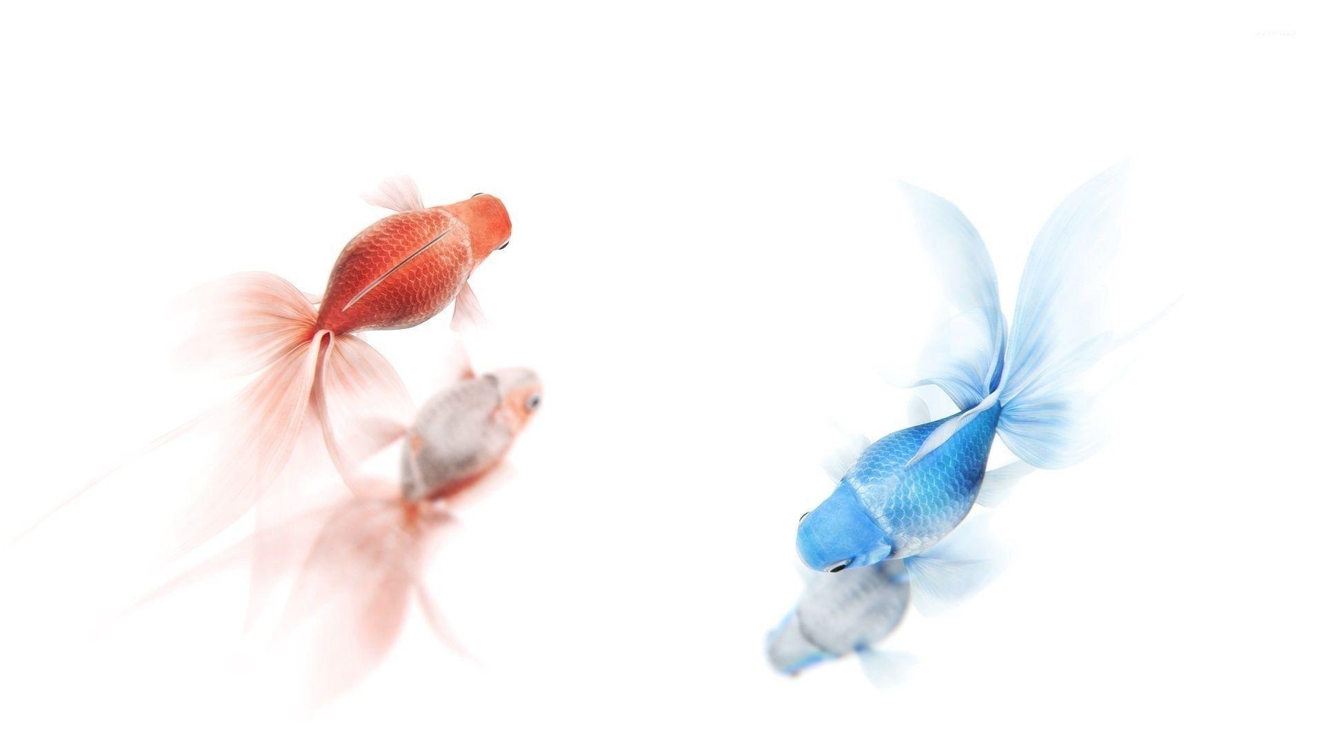 1920x1080 Gold Fish Wallpaper