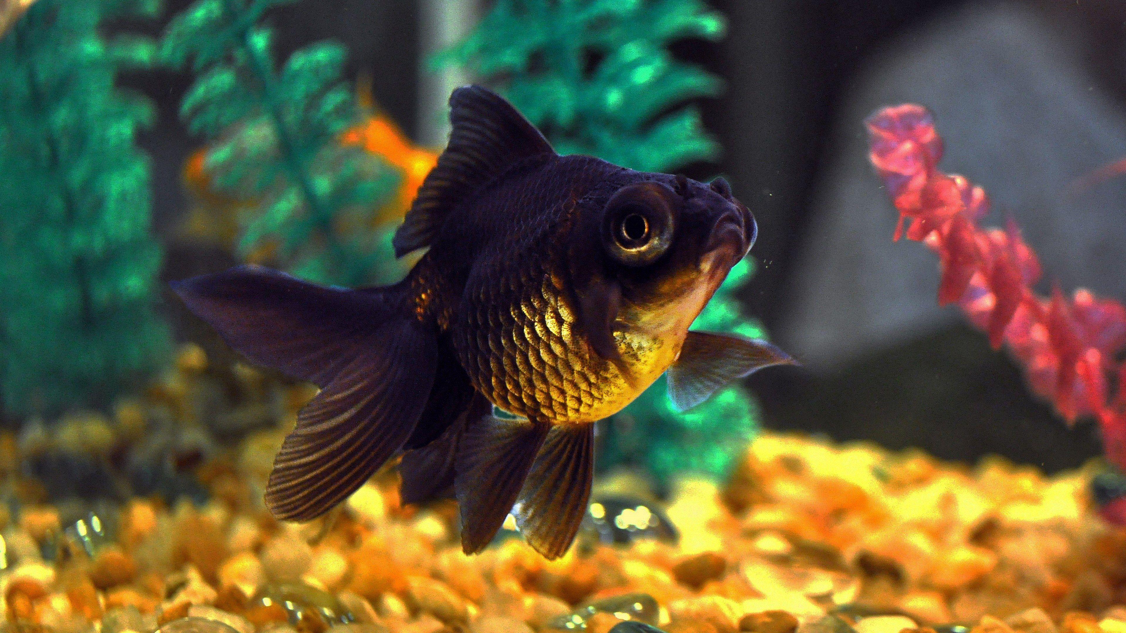 Goldfish Wallpapers - Top Free Goldfish Backgrounds - WallpaperAccess