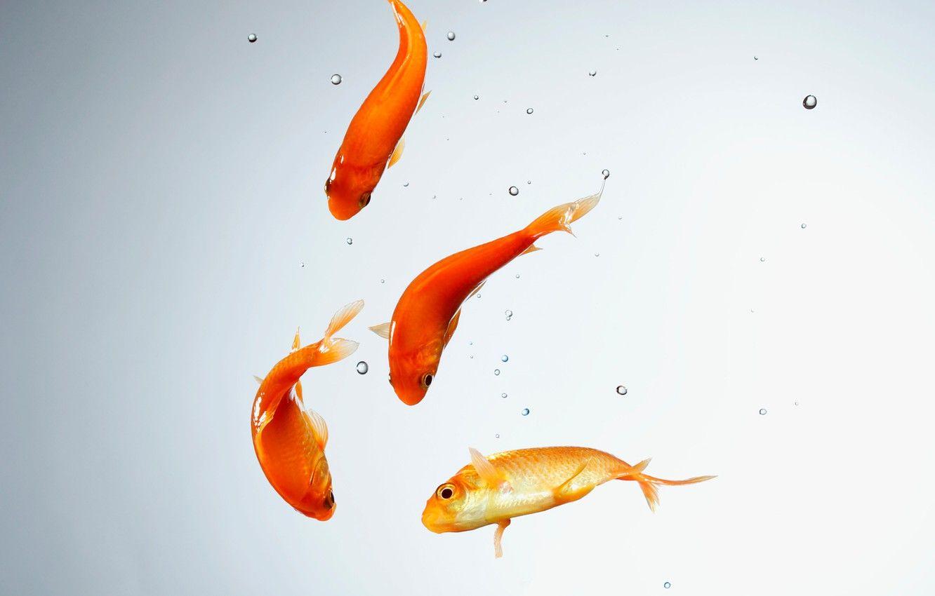 1332x850 Wallpaper water, fish, aquarium, goldfish image for desktop