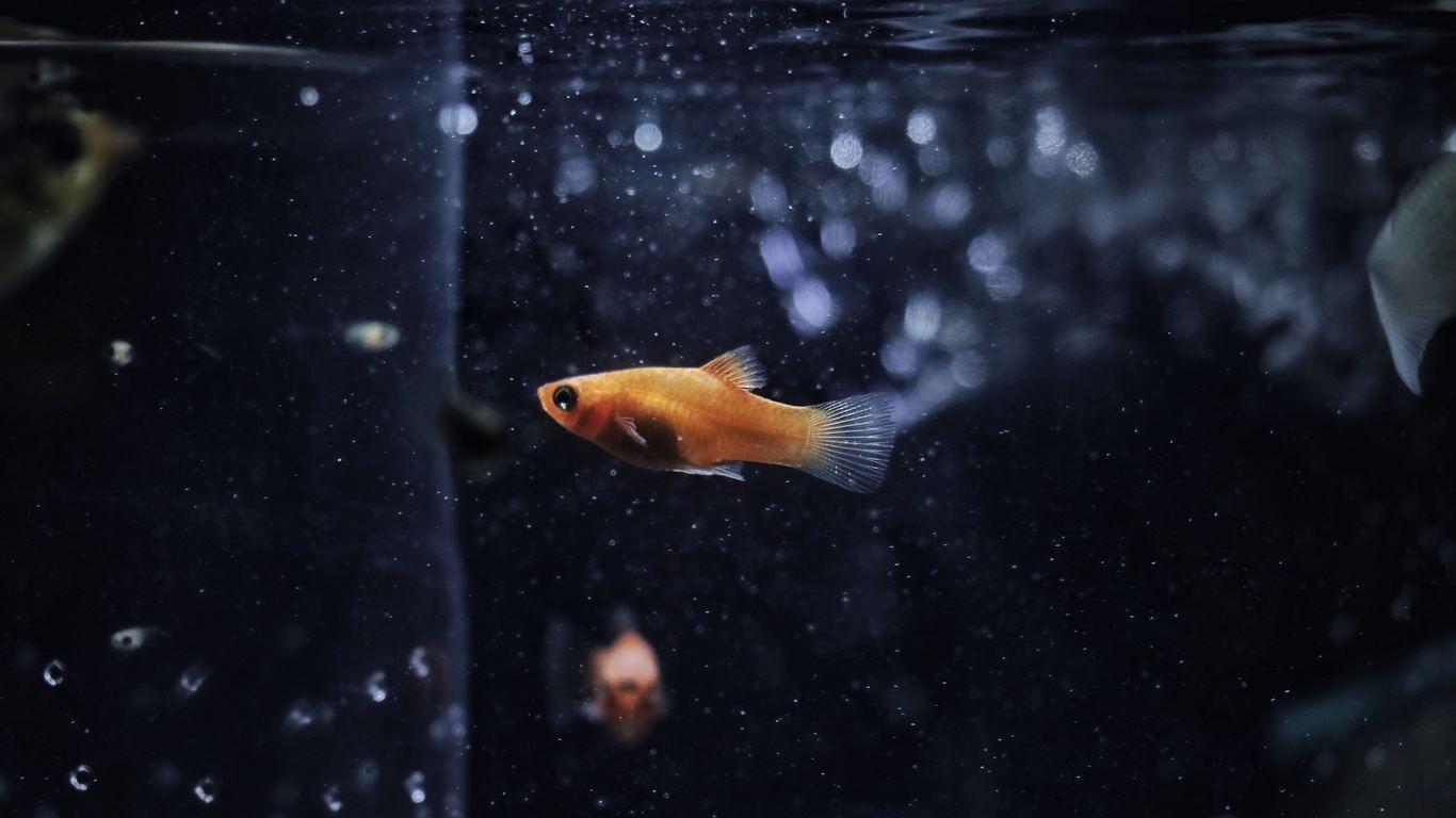 1366x768 Goldfish 1366x768 Resolution HD 4k Wallpaper