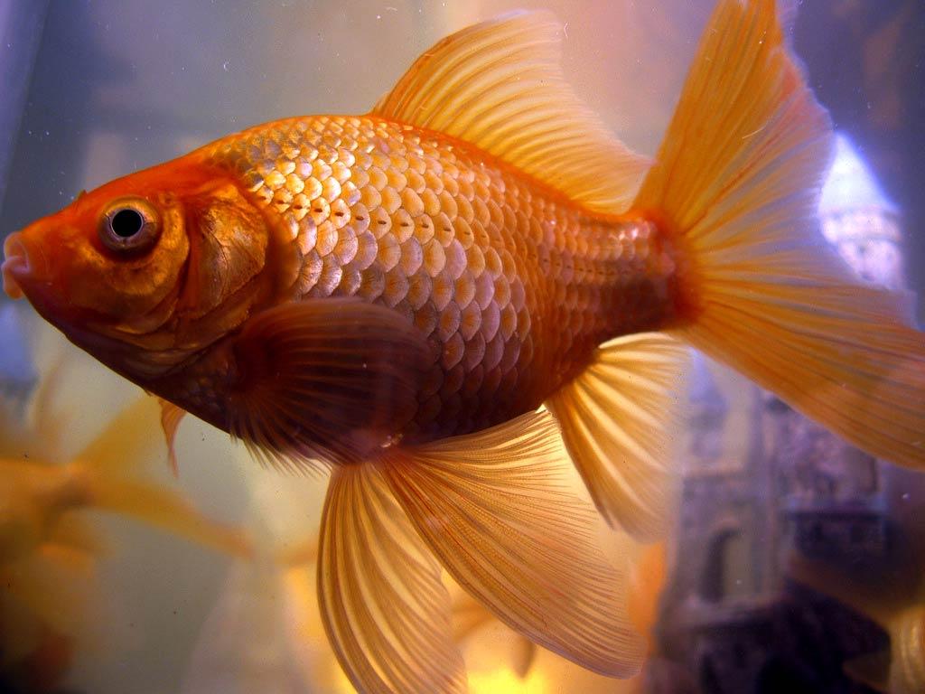 1024x768 Goldfish Wallpaper