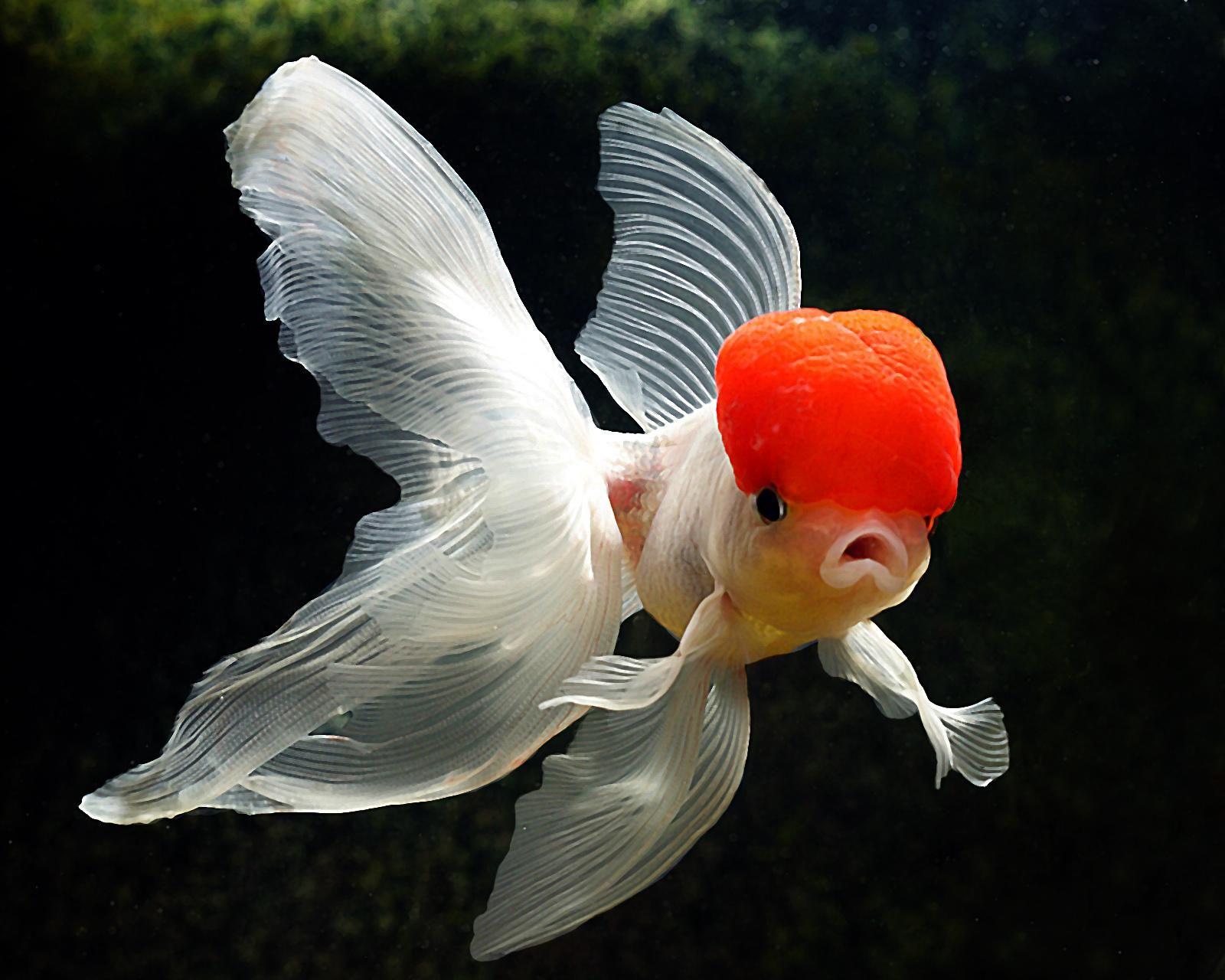 1600x1280 Goldfish Wallpaper Deskx1280 px