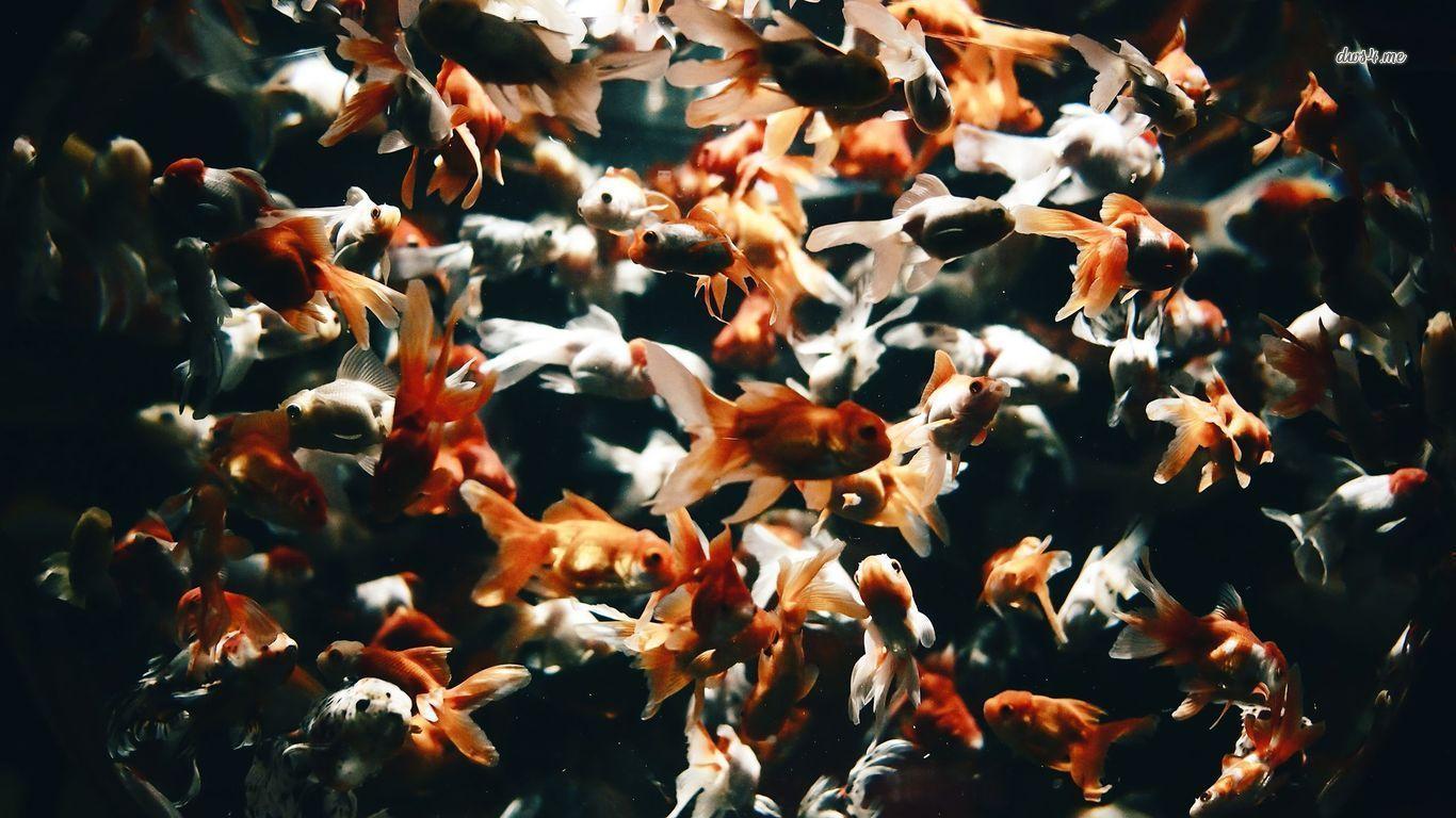 1366x768 Interesting 512623493 Goldfish Wallpaper