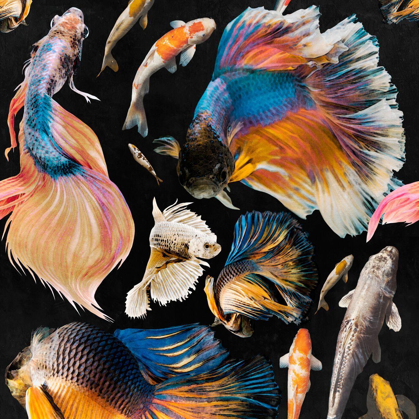 1370x1370 Goldfish Wallpaper