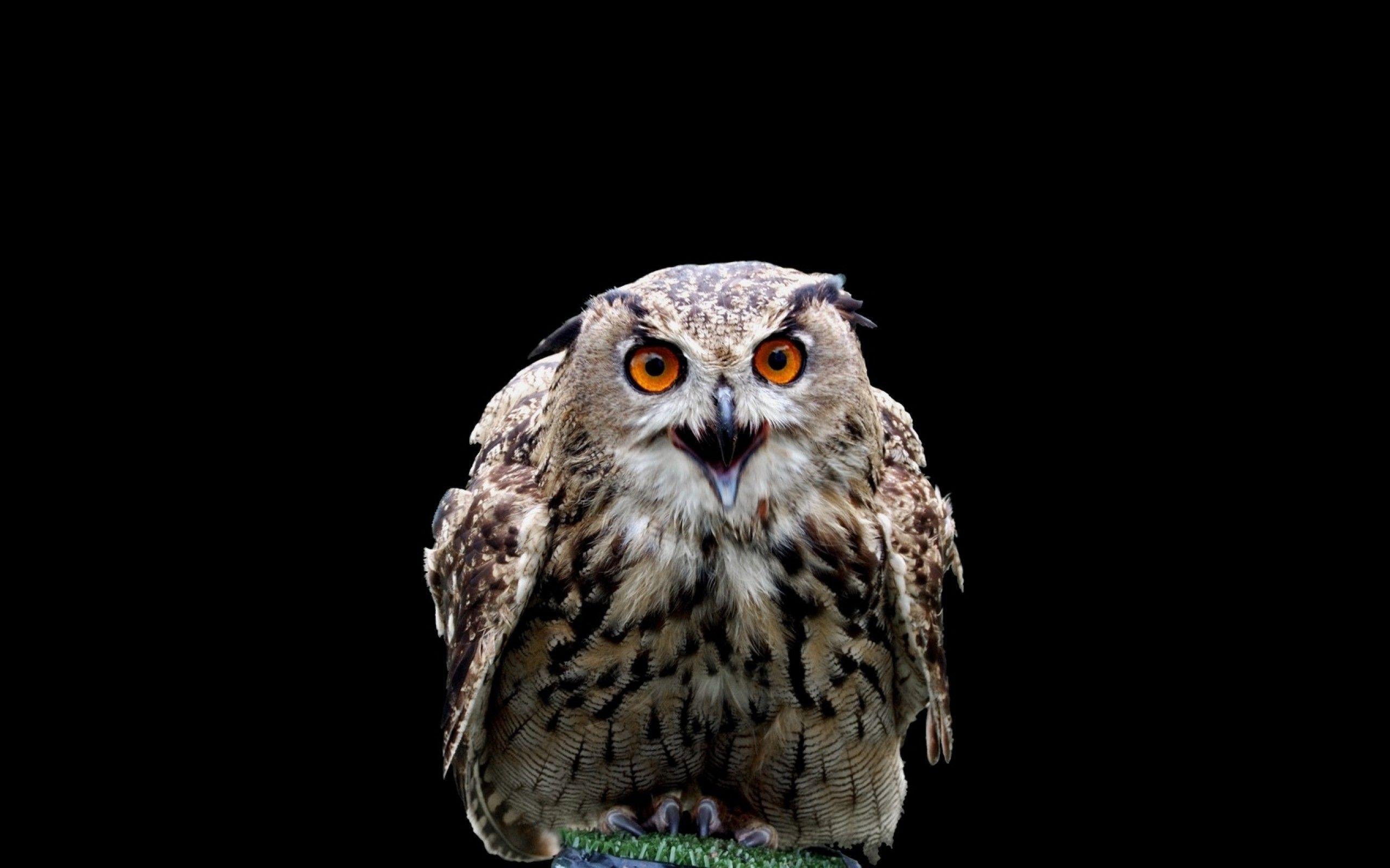 Harry Potter Owl Wallpapers Top Free Harry Potter Owl Backgrounds