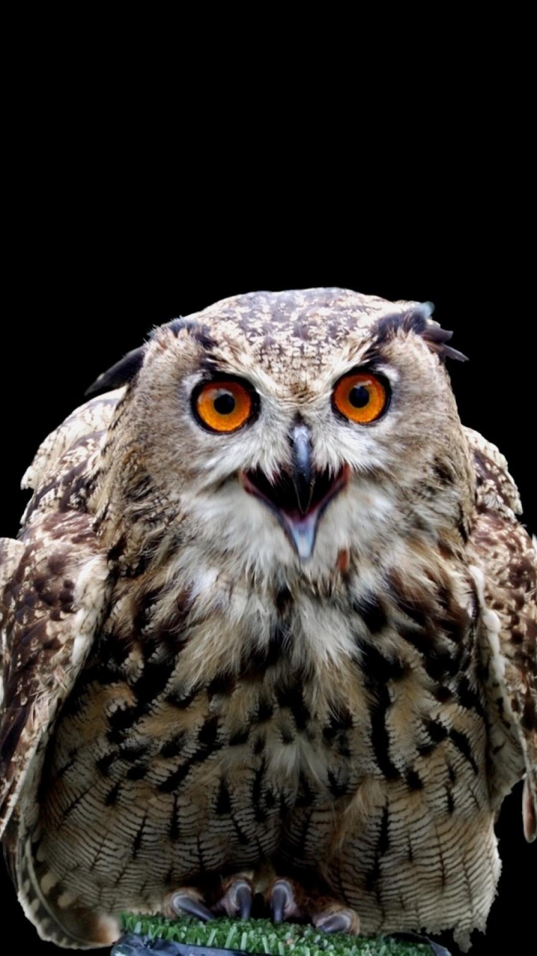 Harry Potter Owl No Background