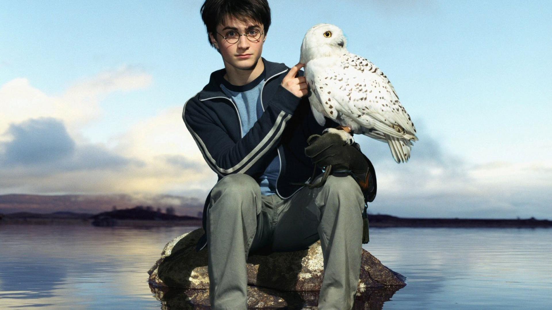 Harry Potter Owl Wallpapers Top Free Harry Potter Owl Backgrounds