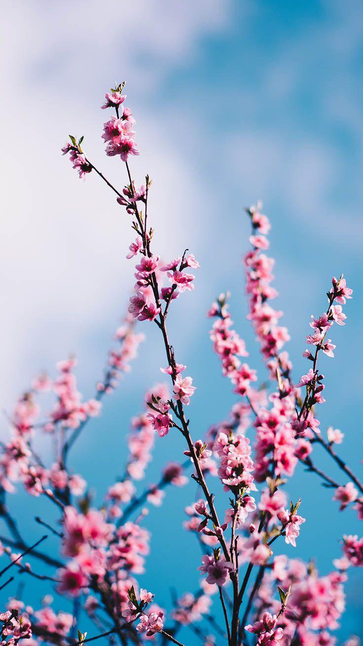 736x1308 Gorgeous Spring Blossom iPhone Wallpaper