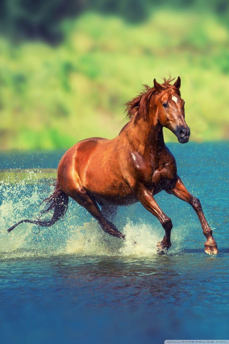 Download wallpaper 1125x2436 running horse animal iphone x 1125x2436 hd  background 5178
