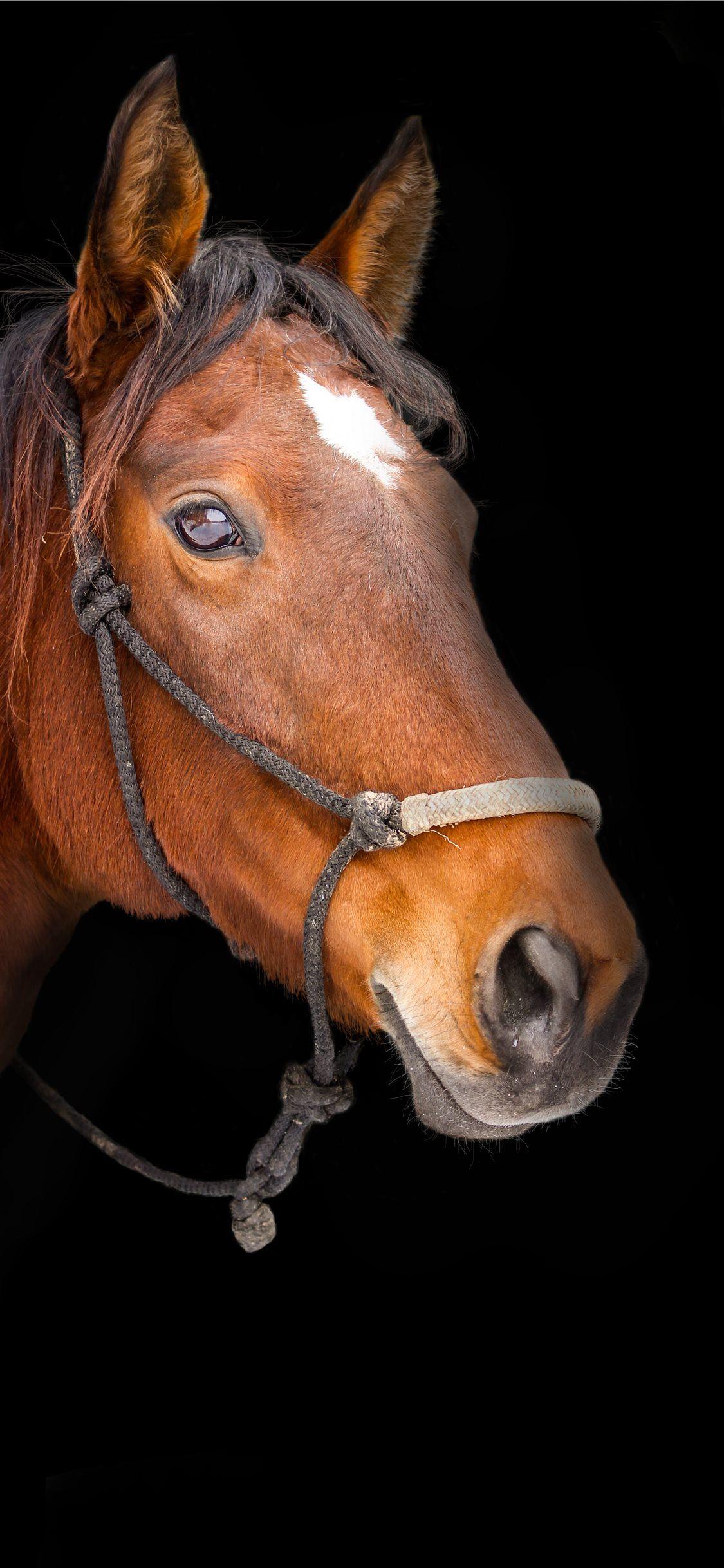 Horse iPhone Wallpapers Top Free Horse iPhone Backgrounds