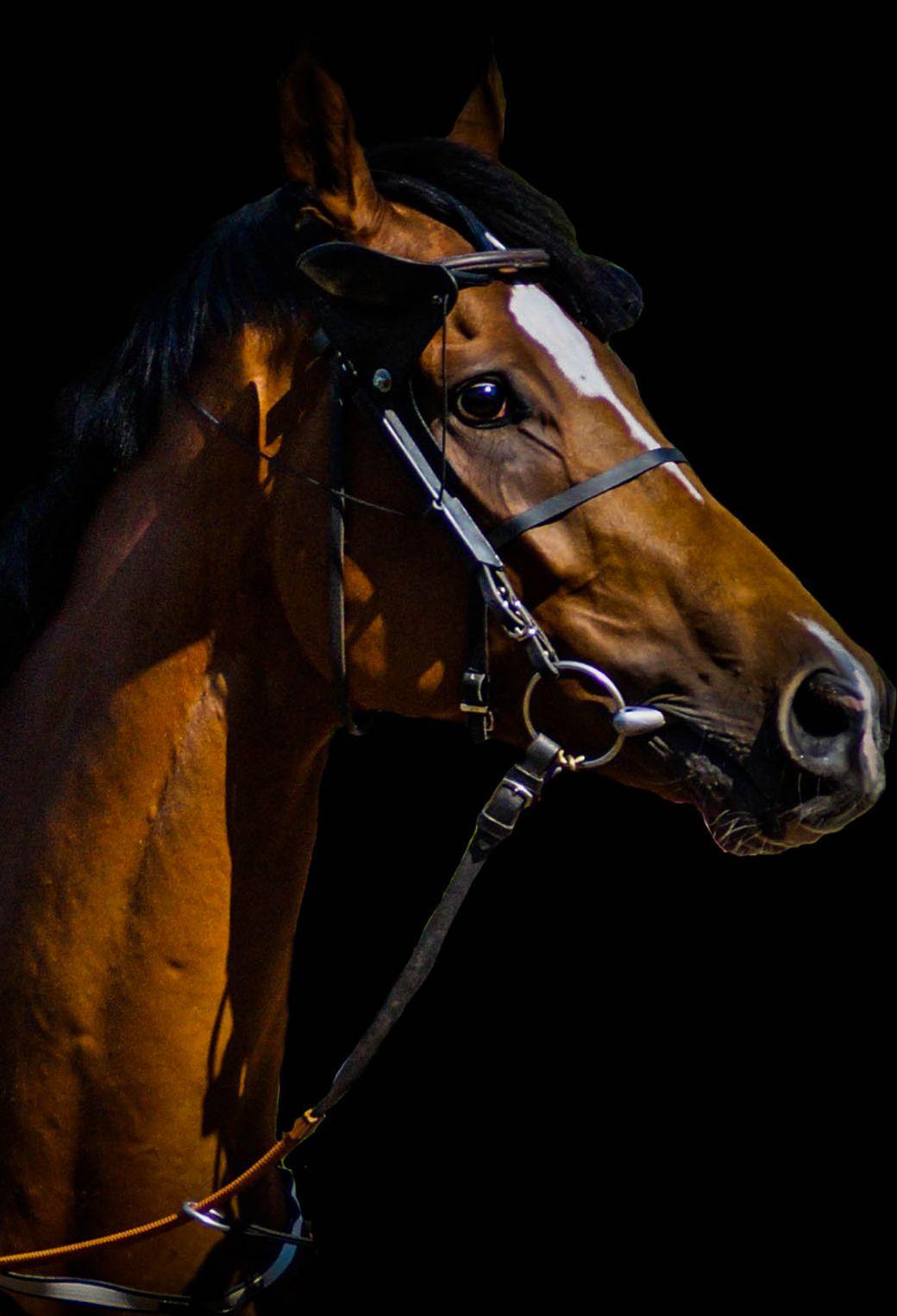 1040x1526 Horse iPhone Wallpaper (image in Collection)