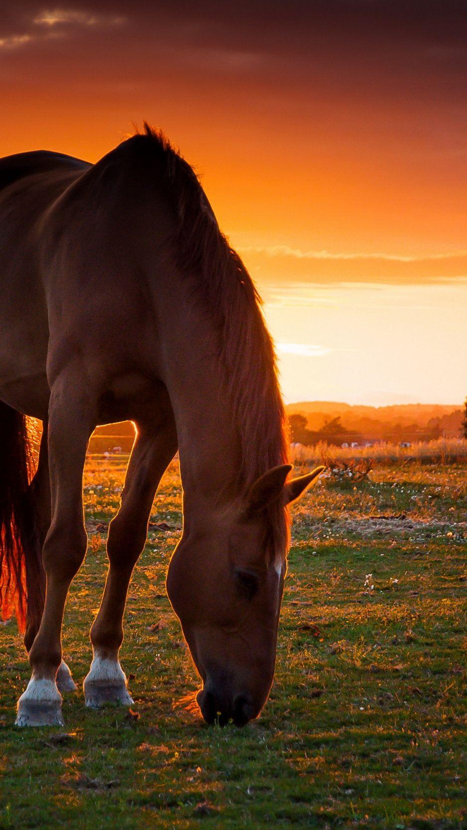 938x1668 Download wallpaper 938x1668 horse, field, pasture, sunset