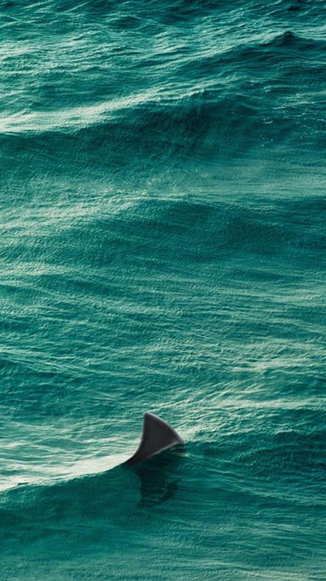 White Shark in Water Blue Wallpapers  Shark Wallpaper iPhone 4k