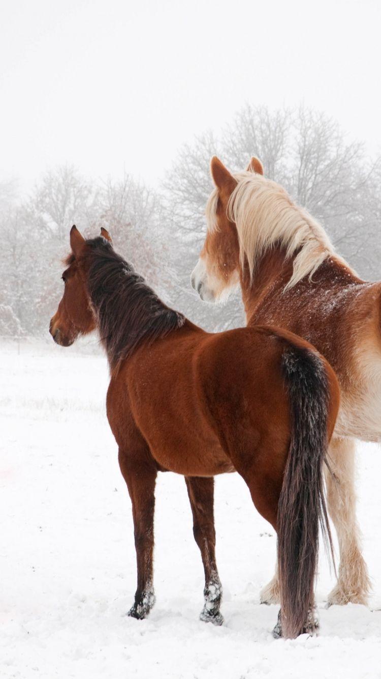 750x1334 Horse iPhone Wallpaper