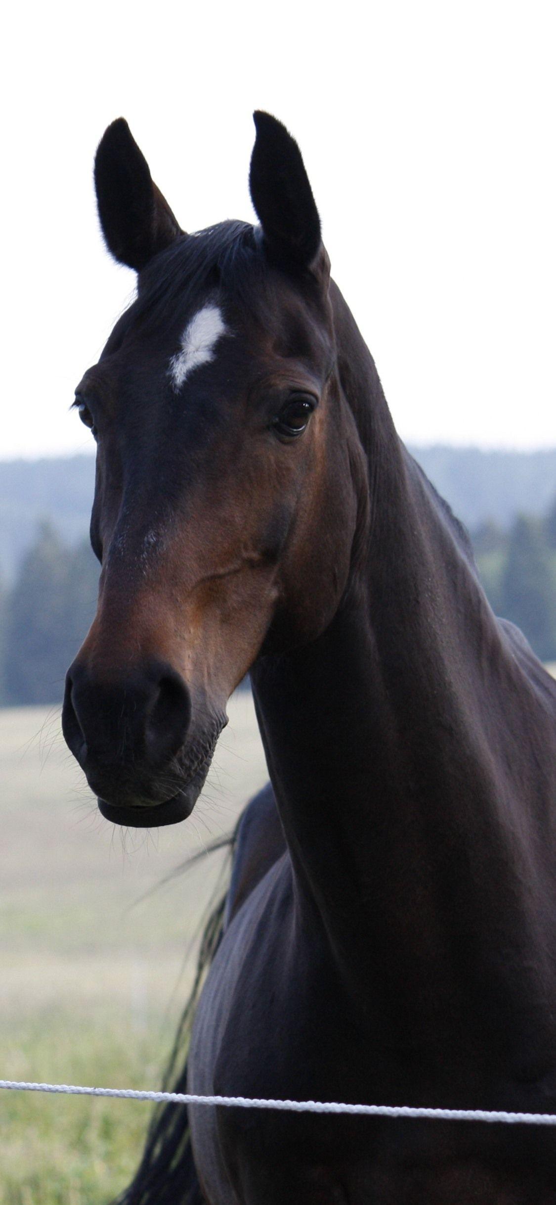1125x2436 Brown horse, front view, head, hazy background 1242x2688