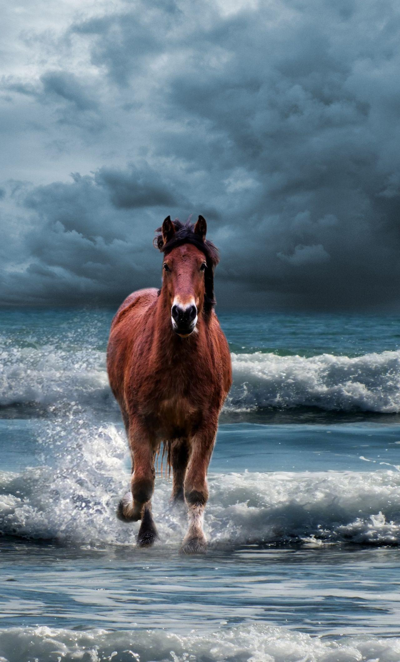 1280x2120 Download 1280x2120 wallpaper horse, run, beach, sea waves