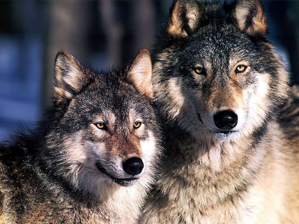 1024x768 Wolves Wallpaper