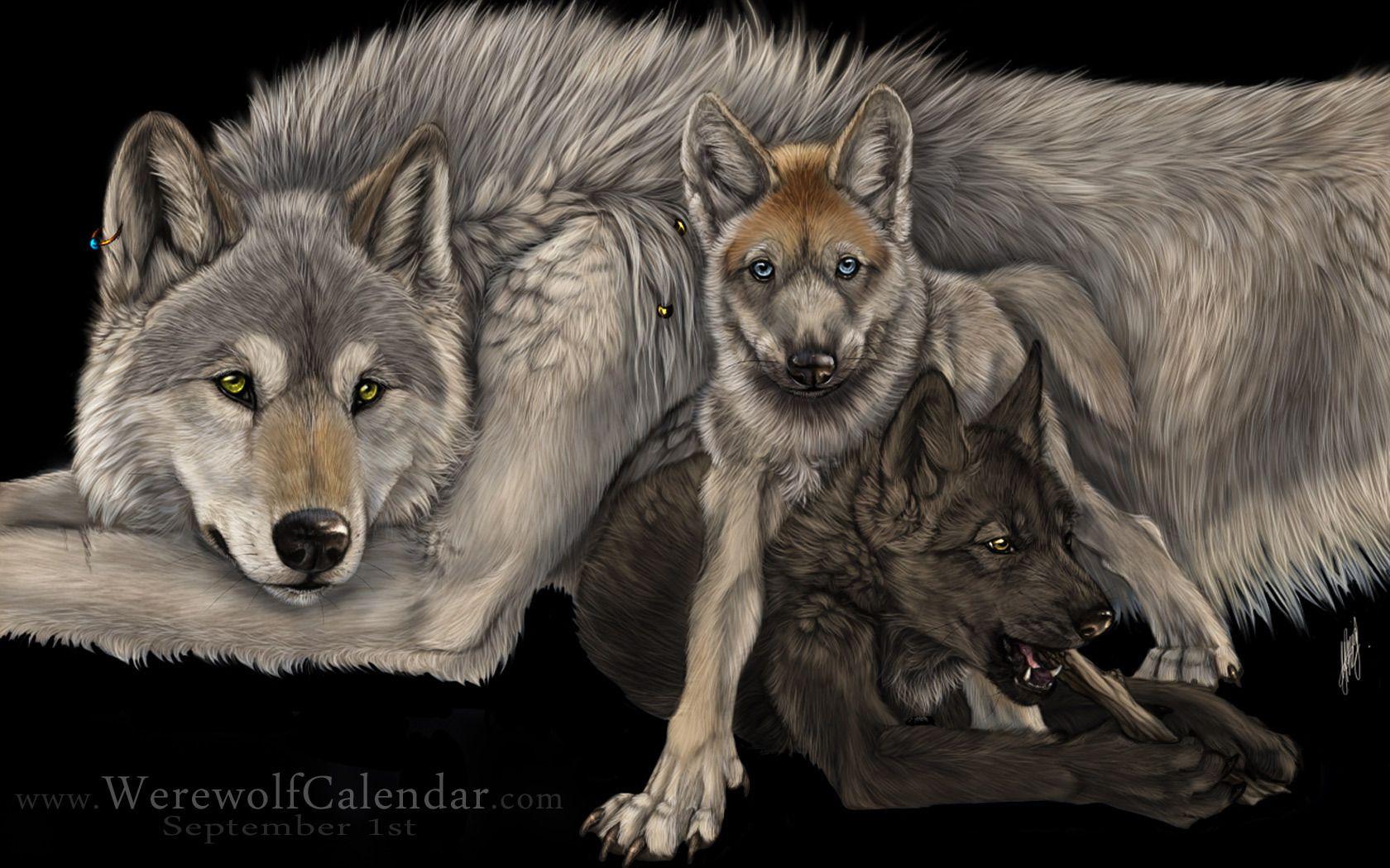 1680x1050 Wolves Wallpaper
