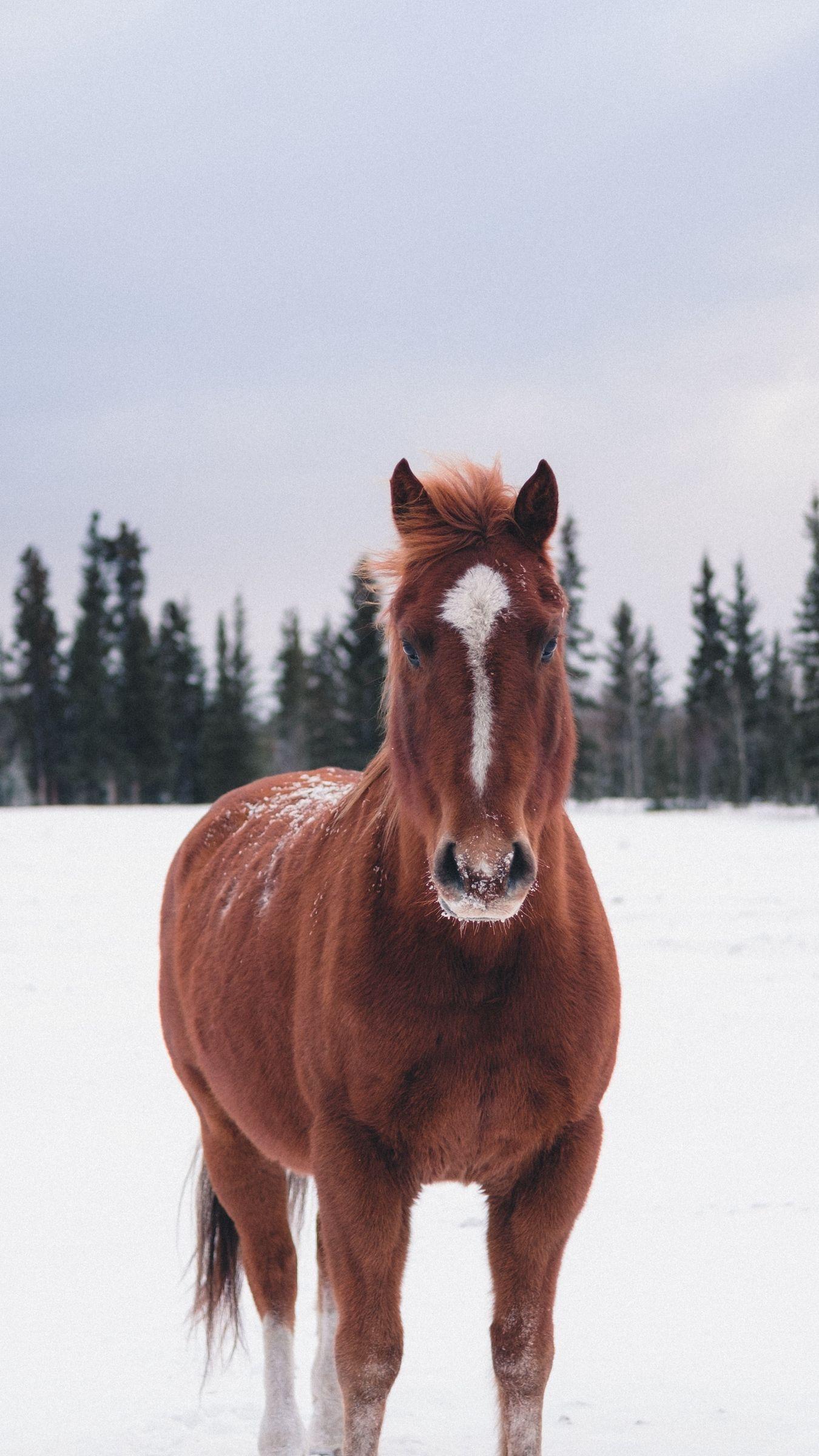 1350x2400 Download wallpaper 1350x2400 horse, winter, snow, forest