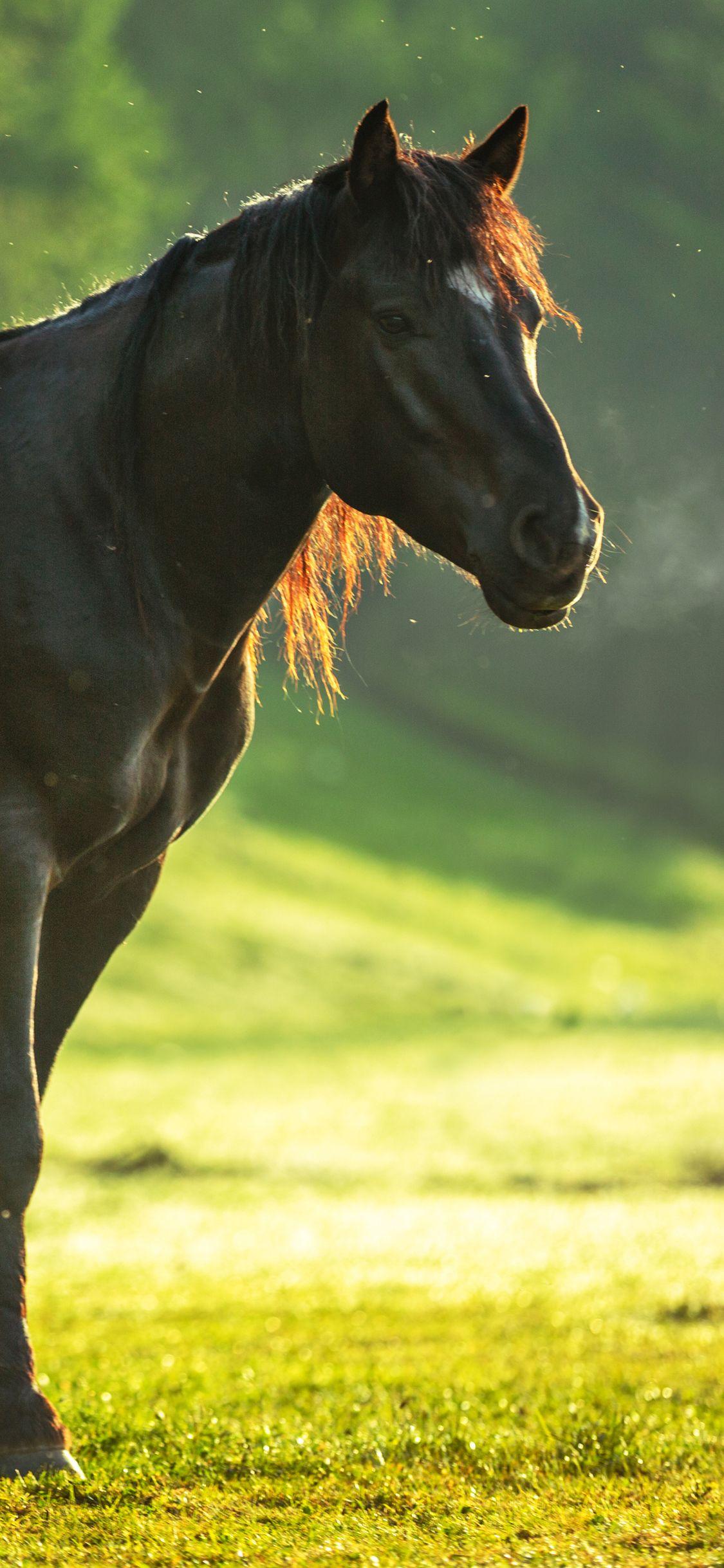 Horse iPhone Wallpapers - Top Free Horse iPhone Backgrounds