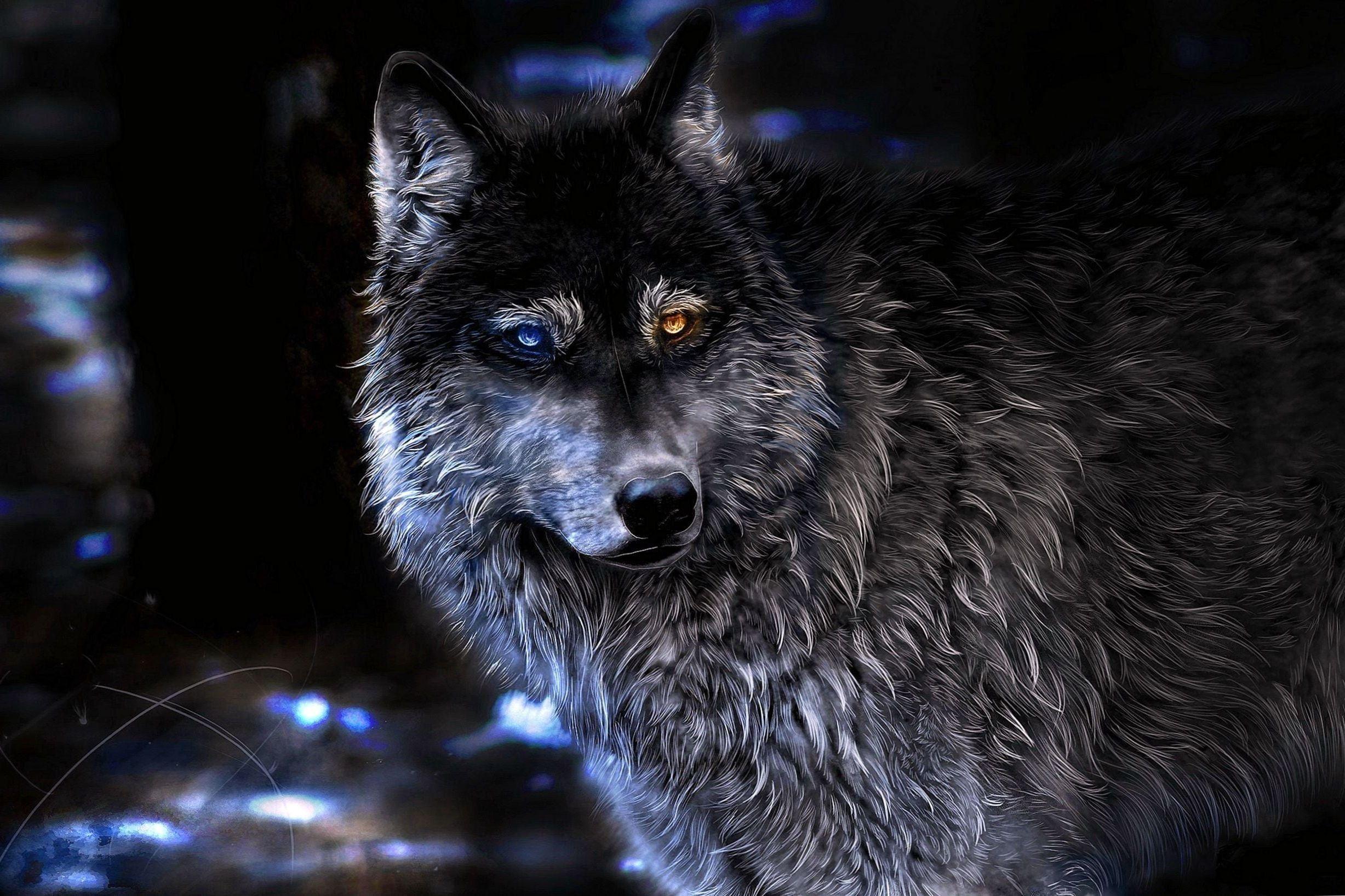2455x1636 Wolves Wallpaper 1920x1080 Wallpaper.Pro