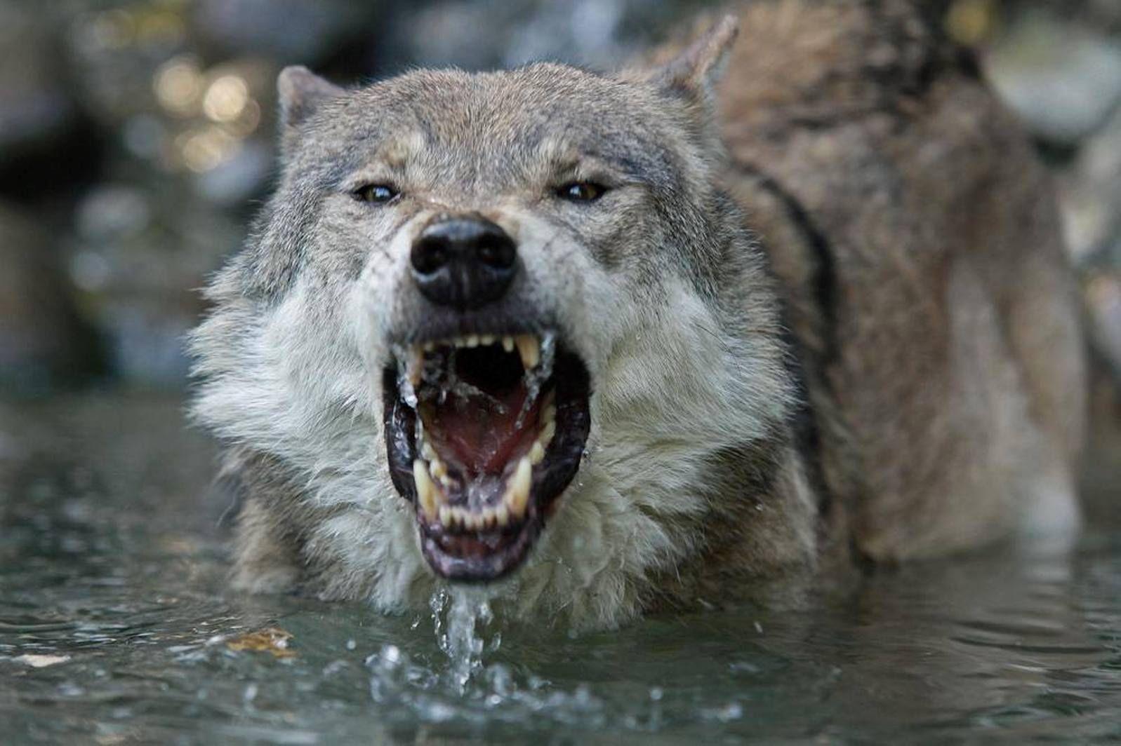 1597x1064 Angry Wolf Wallpaper