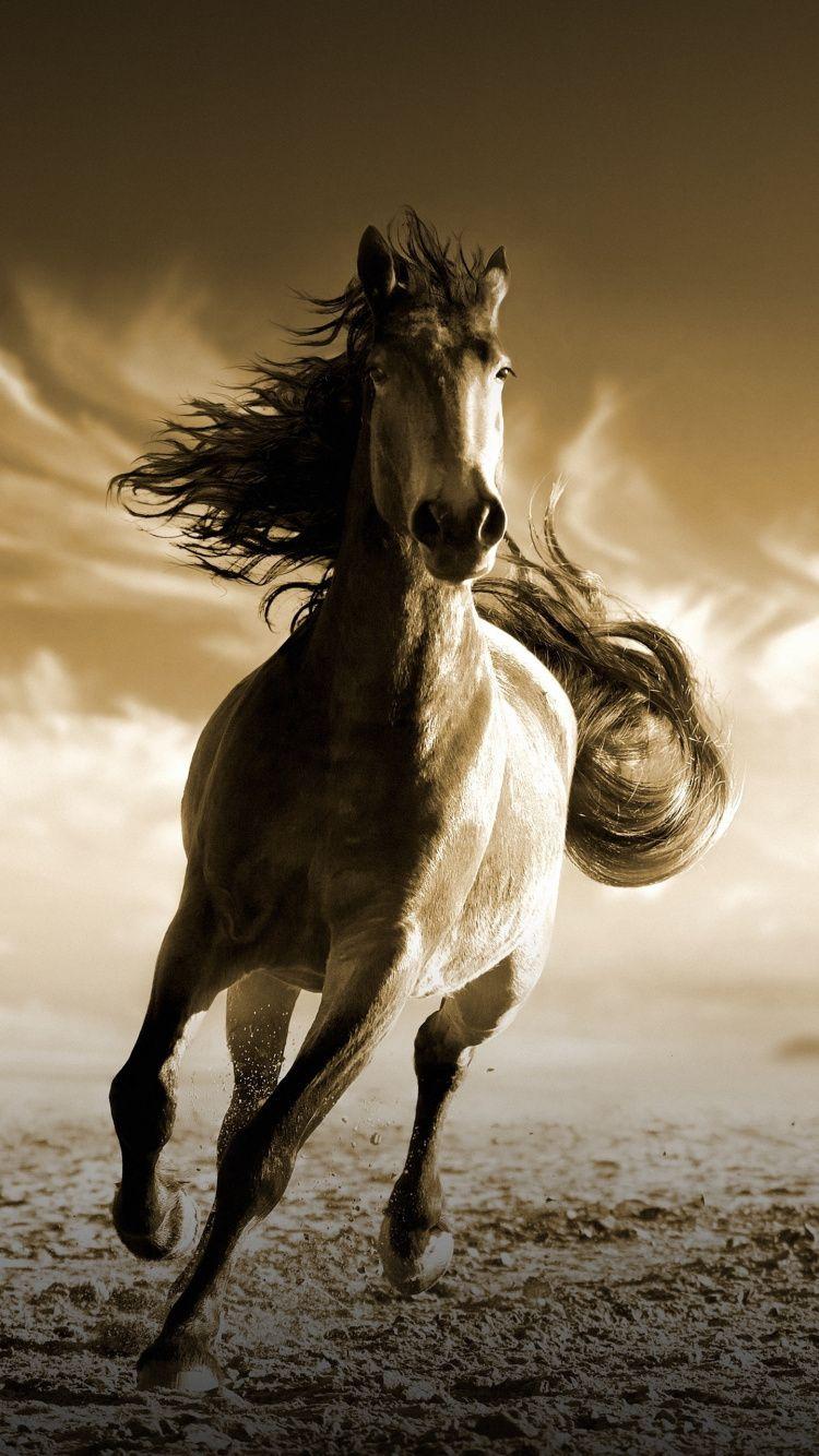 750x1334 Horse Wallpaper For Redmi Note 4 Free Wallpaper