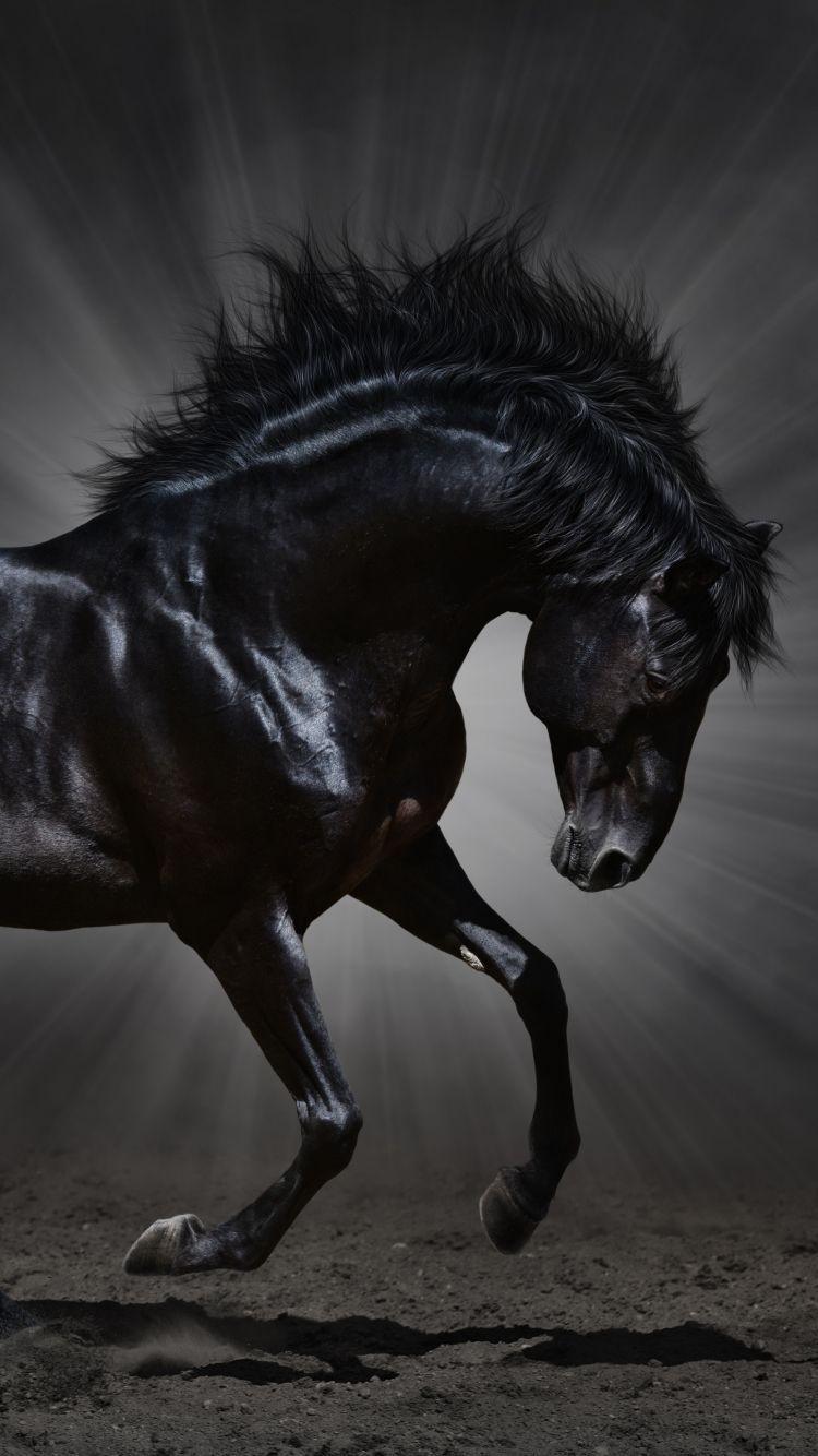 750x1334 Horse iPhone Wallpaper