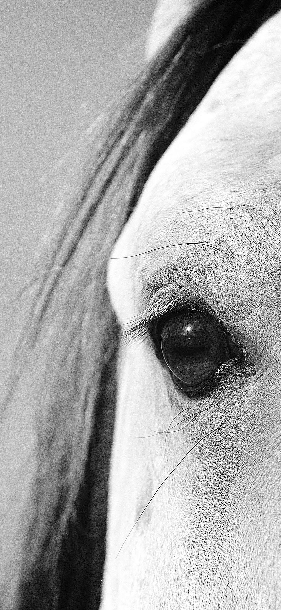 1125x2436 iPhonePapers eye of peace b horse