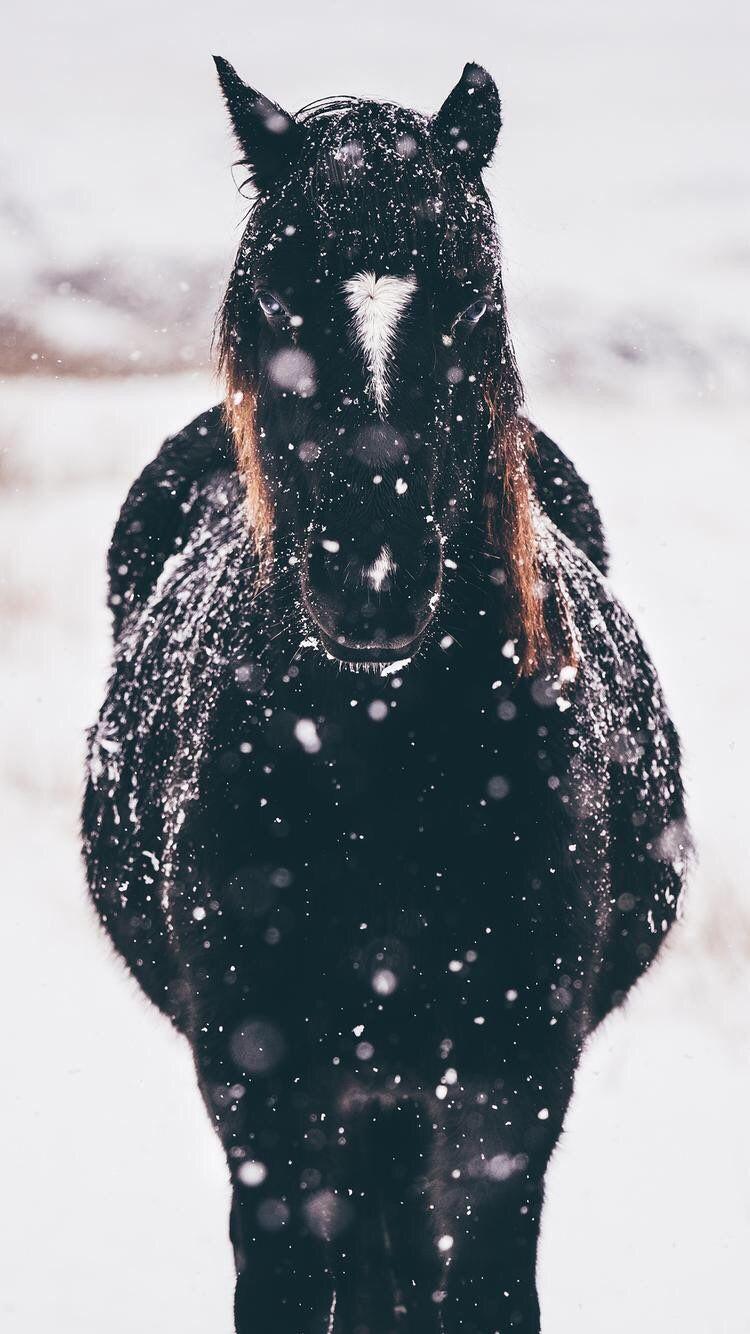 750x1334 iPhone and Android Wallpaper: Horse in the Snow Wallpaper