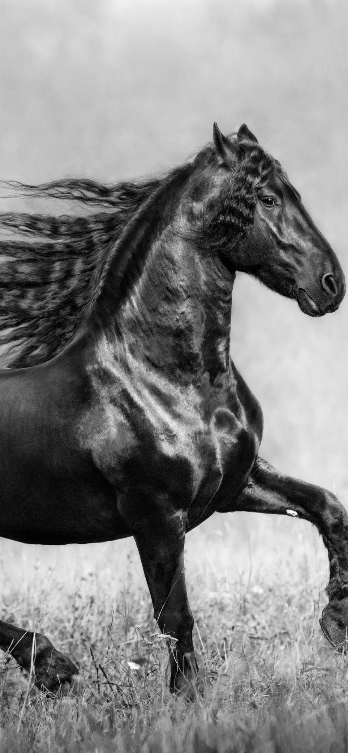 Black Horse iPhone Wallpapers Top Free Black Horse iPhone Backgrounds