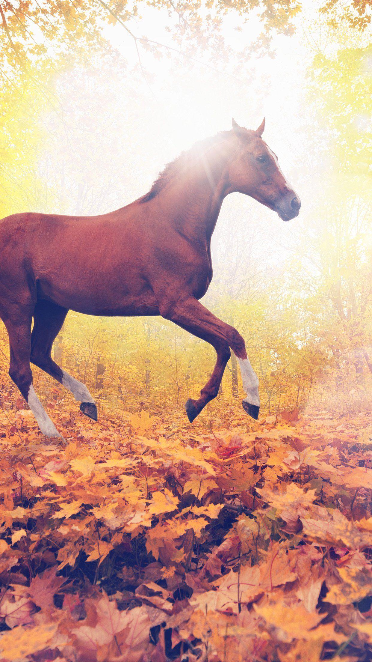 1242x2208 iPhone 6 wallpaper. horse art