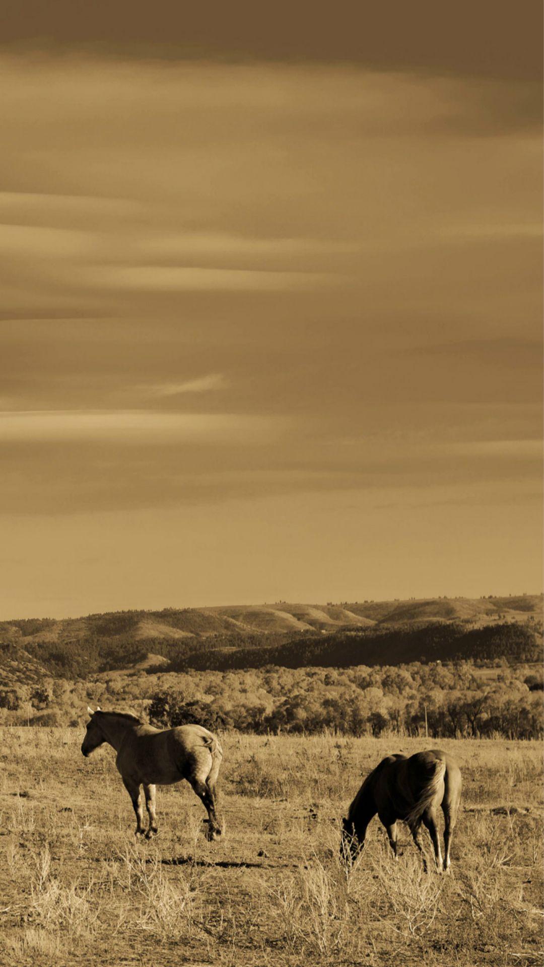 1080x1919 Wild Grassland Horse Animal iPhone 8 Wallpaper Free Download