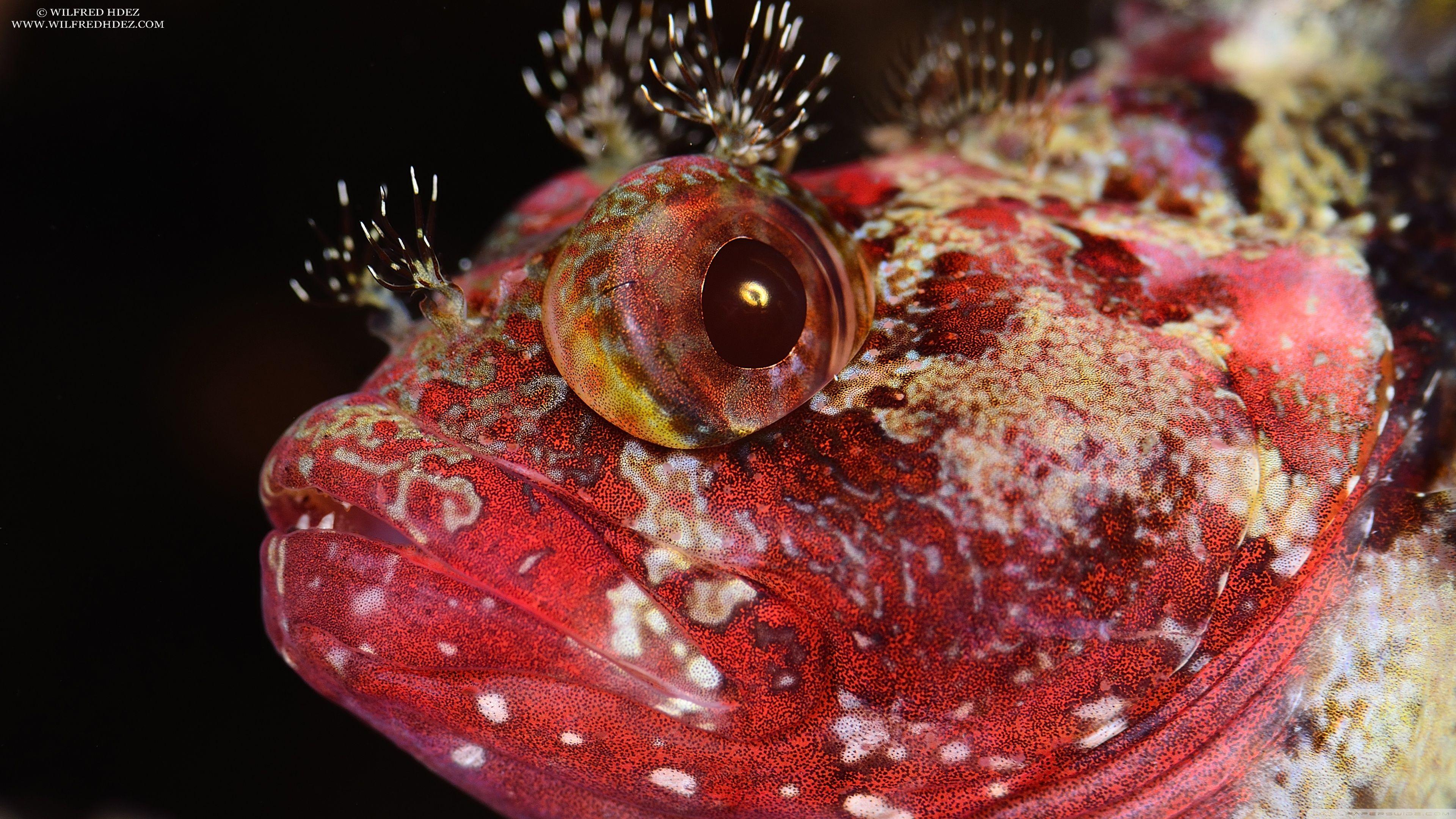 3840x2160 Reef Red Fish ❤ 4K HD Desktop Wallpaper for 4K Ultra HD TV • Tablet