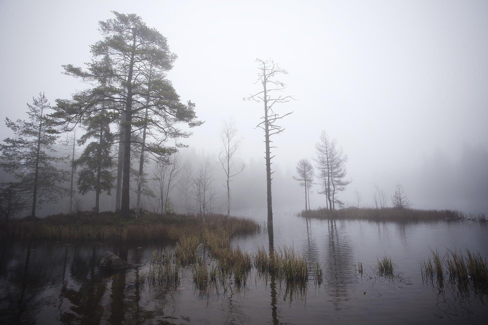1920x1280 #trees, #dry grass, #nature, #Sweden, #landscape