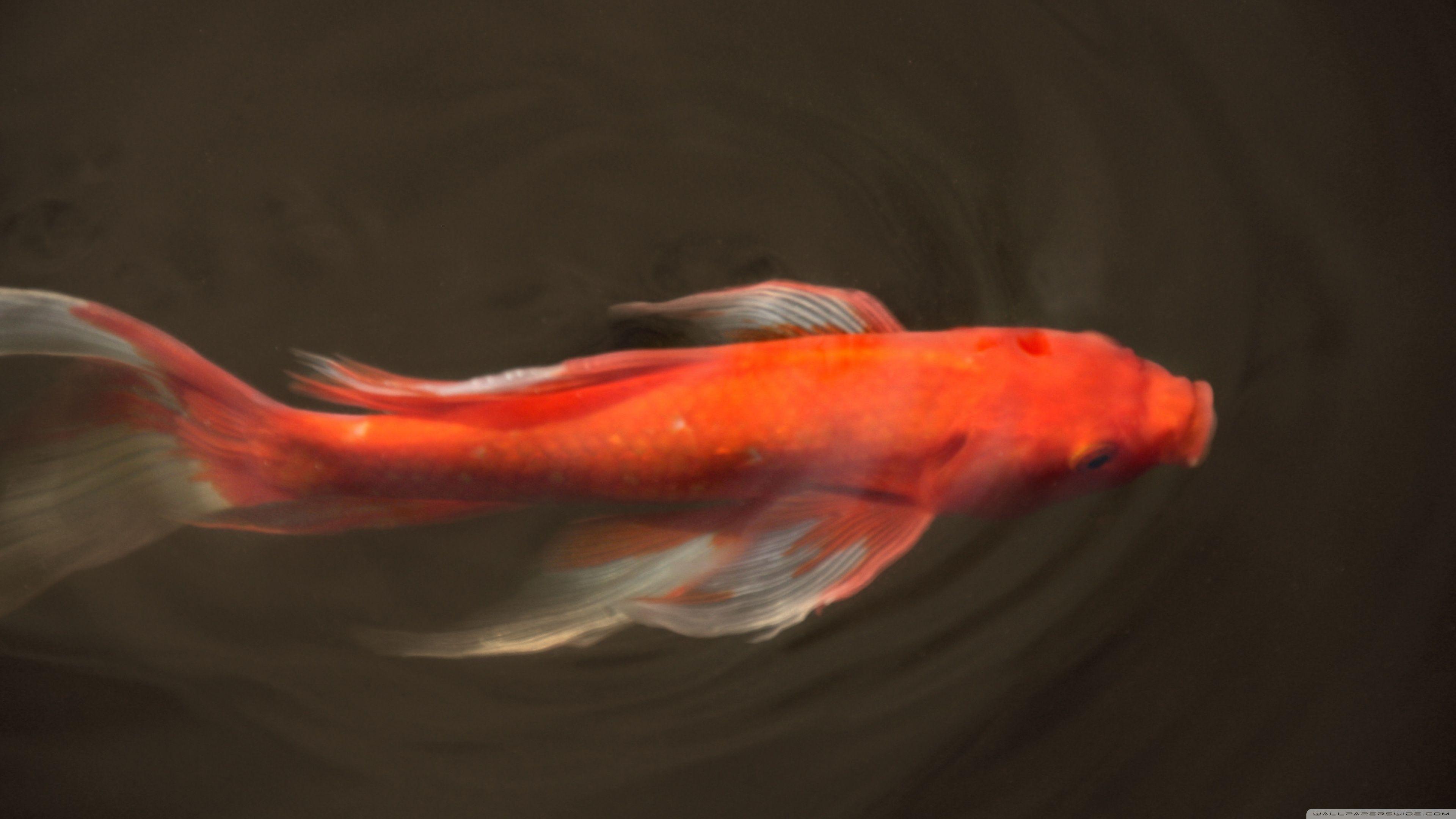 3840x2160 Koi Fish ❤ 4K HD Desktop Wallpaper for 4K Ultra HD TV • Dual