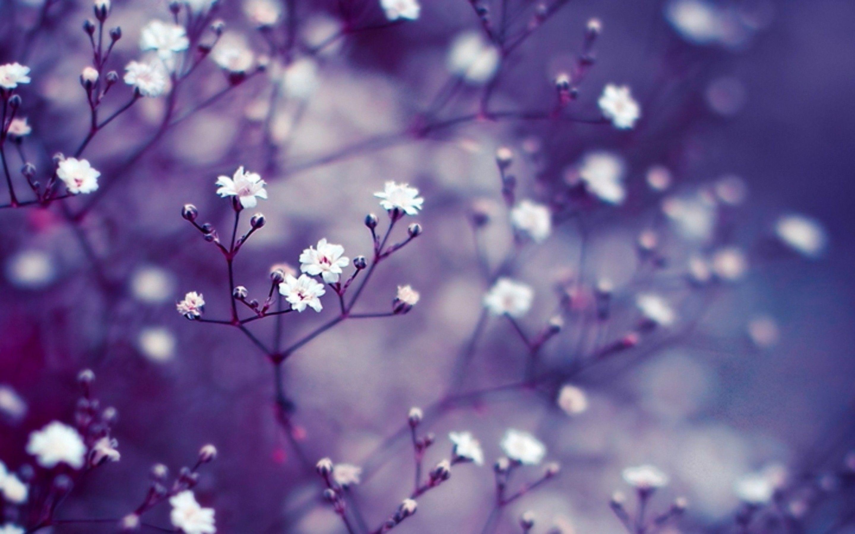2880x1800 Wallpaper for Macbook Air