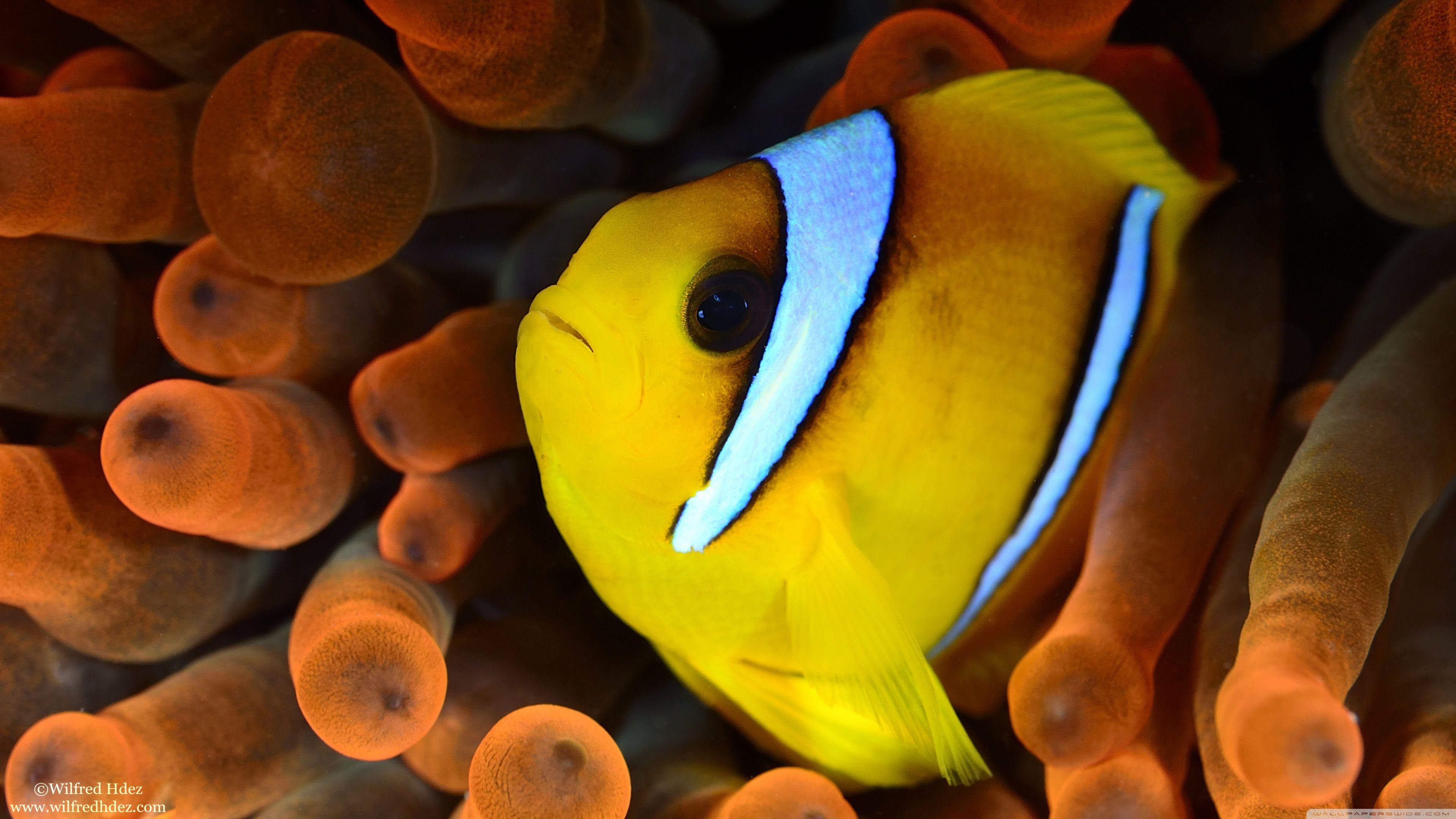 Fish 3840X2160 Wallpapers - Top Free Fish 3840X2160 Backgrounds ...