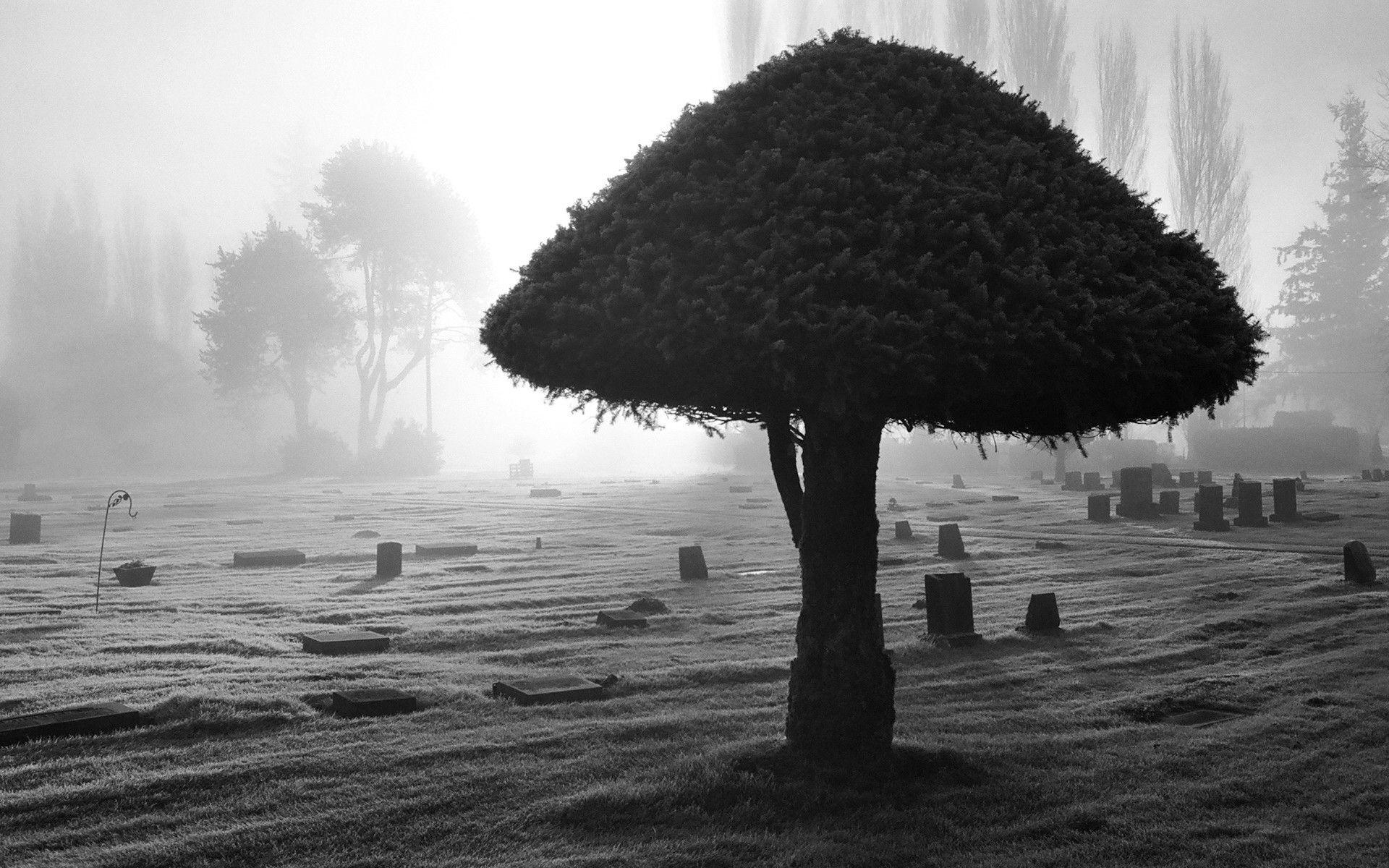1920x1200 Tree Wallpaper Black And White